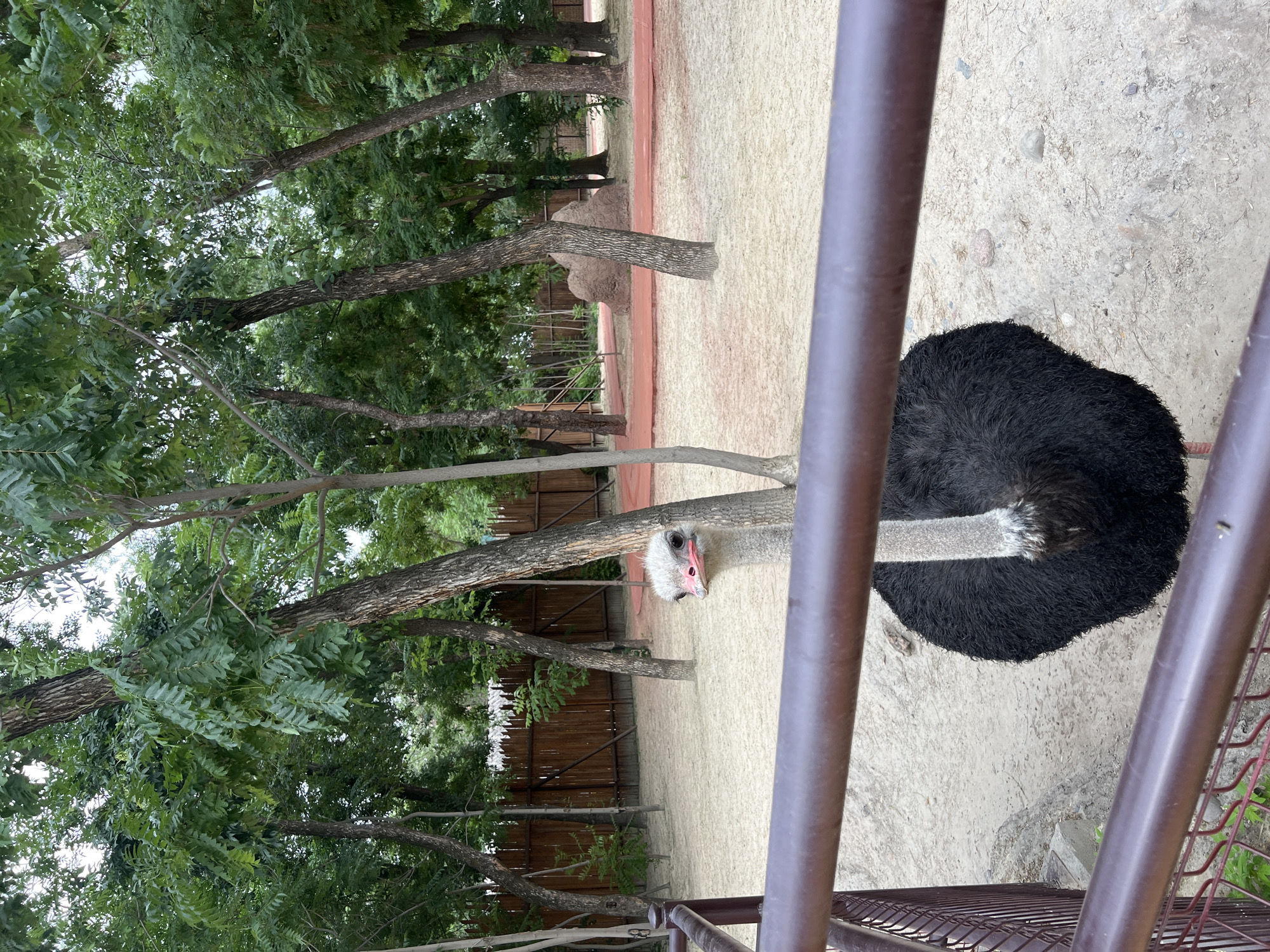An ostrich stands in an enclosure at a zoo in Tashkent, Uzbekistan. The enclosure has a sandy ground and a low wooden fence in the background. Trees with green foliage line the area. The ostrich, with a black body and white neck, is viewed from above behind a metal fence.
