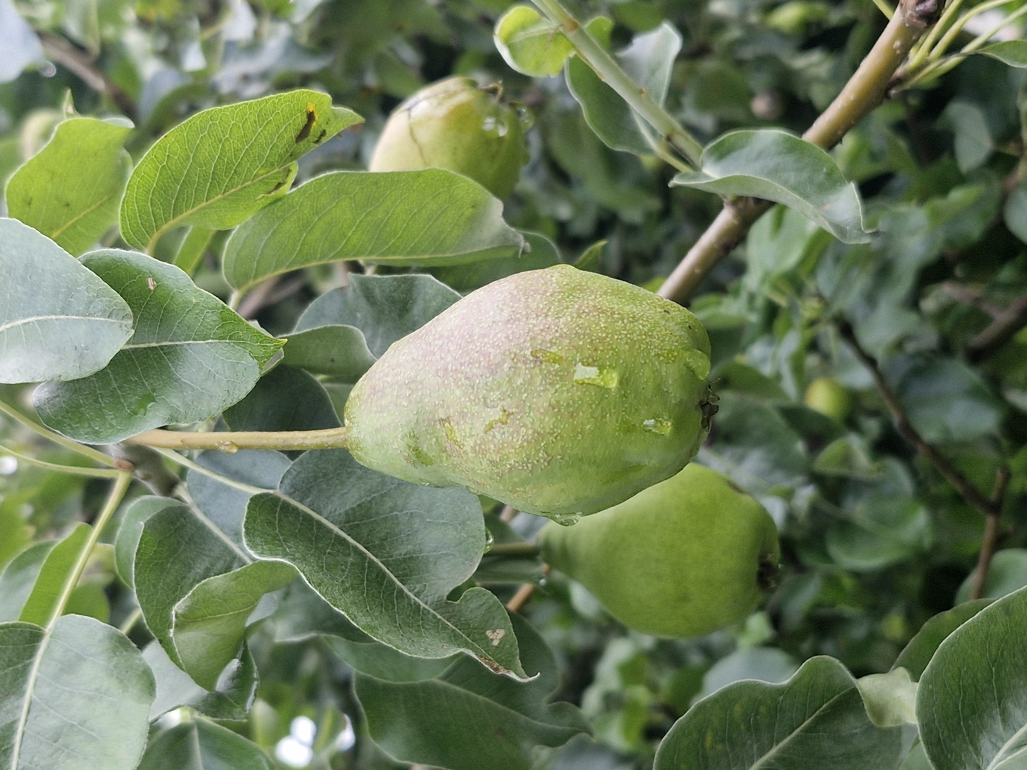In Klaipėda, Lithuania, this close-up, eye-level shot captures pears on a tree branch. The main subject is a ripe green pear, slightly textured with light speckles and droplets of water, hanging prominently in the foreground. To its left and slightly further back, another green pear is visible, less in focus. In the background, a third pear, also green, is visible, out of focus and further back. The pears are surrounded by lush green leaves, some in sharp focus and others blurred, creating a sense of depth. The overall lighting suggests an overcast day, with soft, diffused light. The scene is devoid of any human presence.