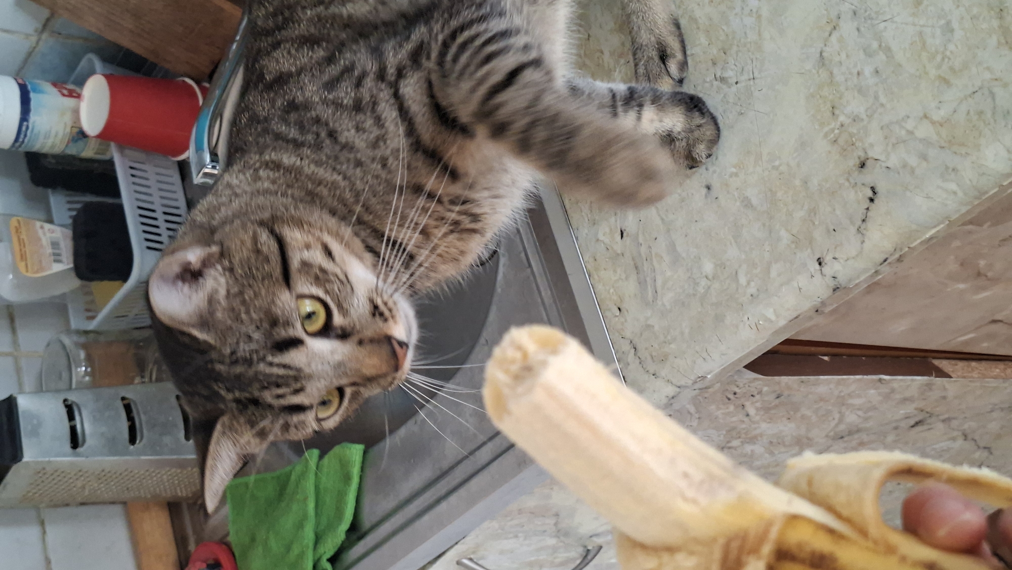 A tabby cat with prominent green-yellow eyes and long whiskers is depicted lying on a kitchen countertop. The cat's head is positioned towards a stainless steel sink, and its gaze is directed intently upwards and to the right, towards a partially peeled banana held by human fingers. The cat's fur features distinct brown and grey stripes, and its front paws are visible near its head.
The scene is a kitchen, identifiable by the light-colored, speckled countertop, which appears to be made of stone like marble or granite. In the background, to the left of the cat, a dish drying rack holds various kitchen items, including a red plastic cup and a white bottle. Below the rack, a black sponge, a clear glass jar, a metal grater, and a bright green cloth are visible. A silver faucet is partially seen in the sink area.
The activity central to the image is the cat's focused observation of the banana, implying curiosity or interest in the fruit. The banana is partially peeled, revealing its yellow flesh, and is held firmly by a person's thumb and index finger. No discernible text is clearly readable on any of the objects in the background, though a barcode is visible on a yellow bottle. The image is oriented sideways, with the cat appearing to be on its back, though it is likely lying on the counter with the camera tilted.