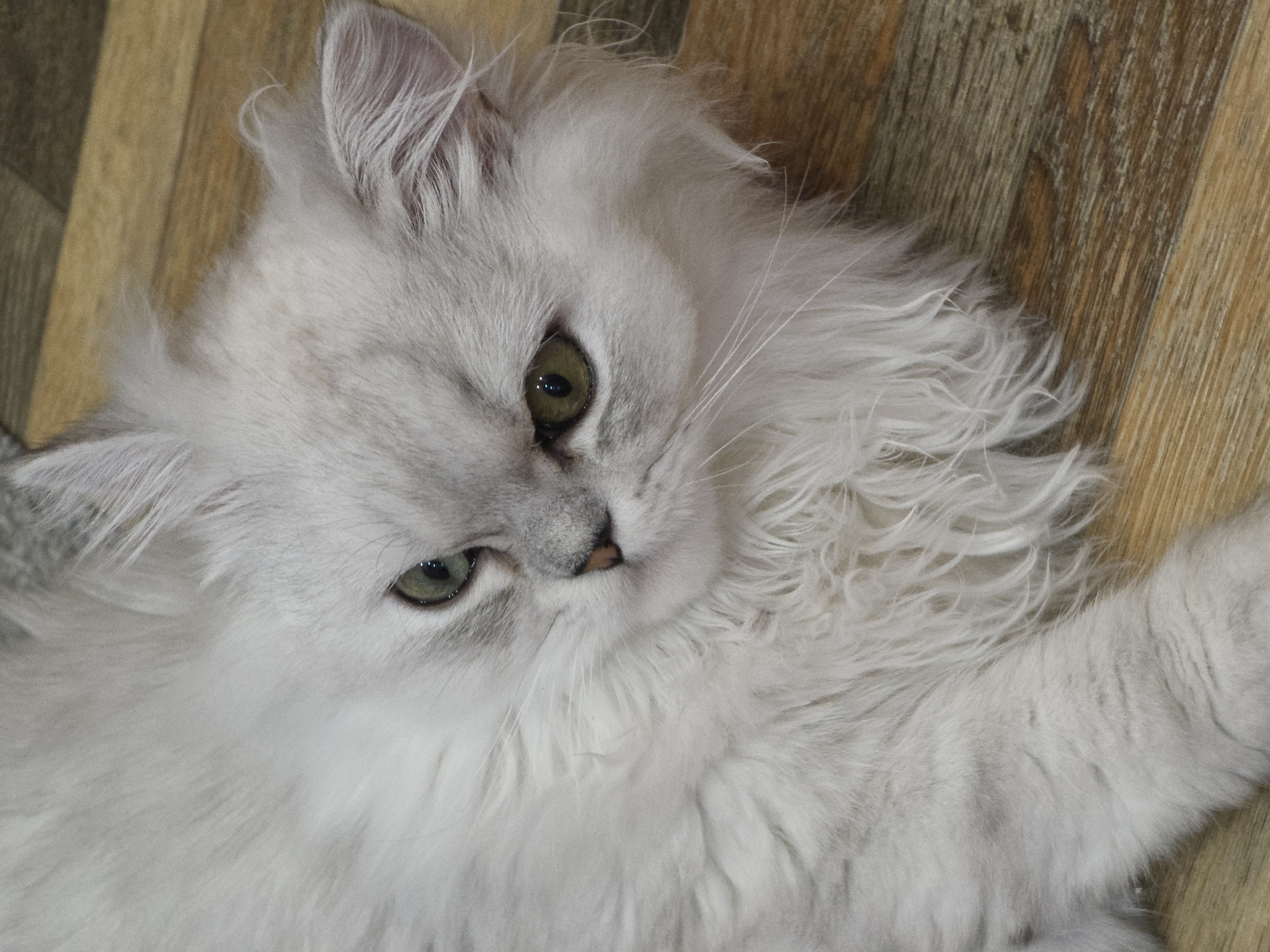 A white Persian cat with green eyes is lying on a wooden floor. The cat is facing the right side of the frame, with its head slightly tilted. The floor appears to be made of wood planks with a natural grain. There are no people or other animals visible in the image. The lighting is soft and even, casting no harsh shadows. The background is slightly blurred, focusing attention on the cat. The scene appears to be indoors.