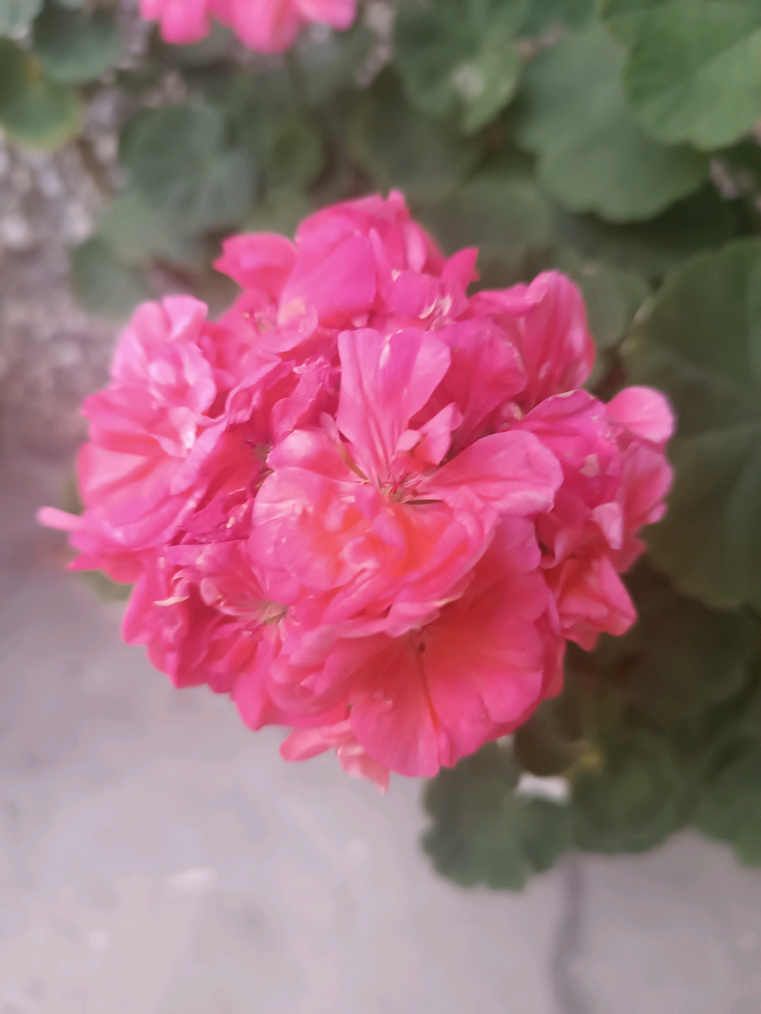 The image is a close-up, high-angle shot of a cluster of bright pink flowers, likely geraniums, set against a blurred background of green leaves and a light gray surface, possibly a wall or pavement. The flowers are detailed, with visible petals and a slightly textured surface, some appearing almost translucent. There are no people or animals present in the image. The focus is entirely on the floral subject. The image does not provide any contextual information about the city of Kök-Oy, Kyrgyzstan.