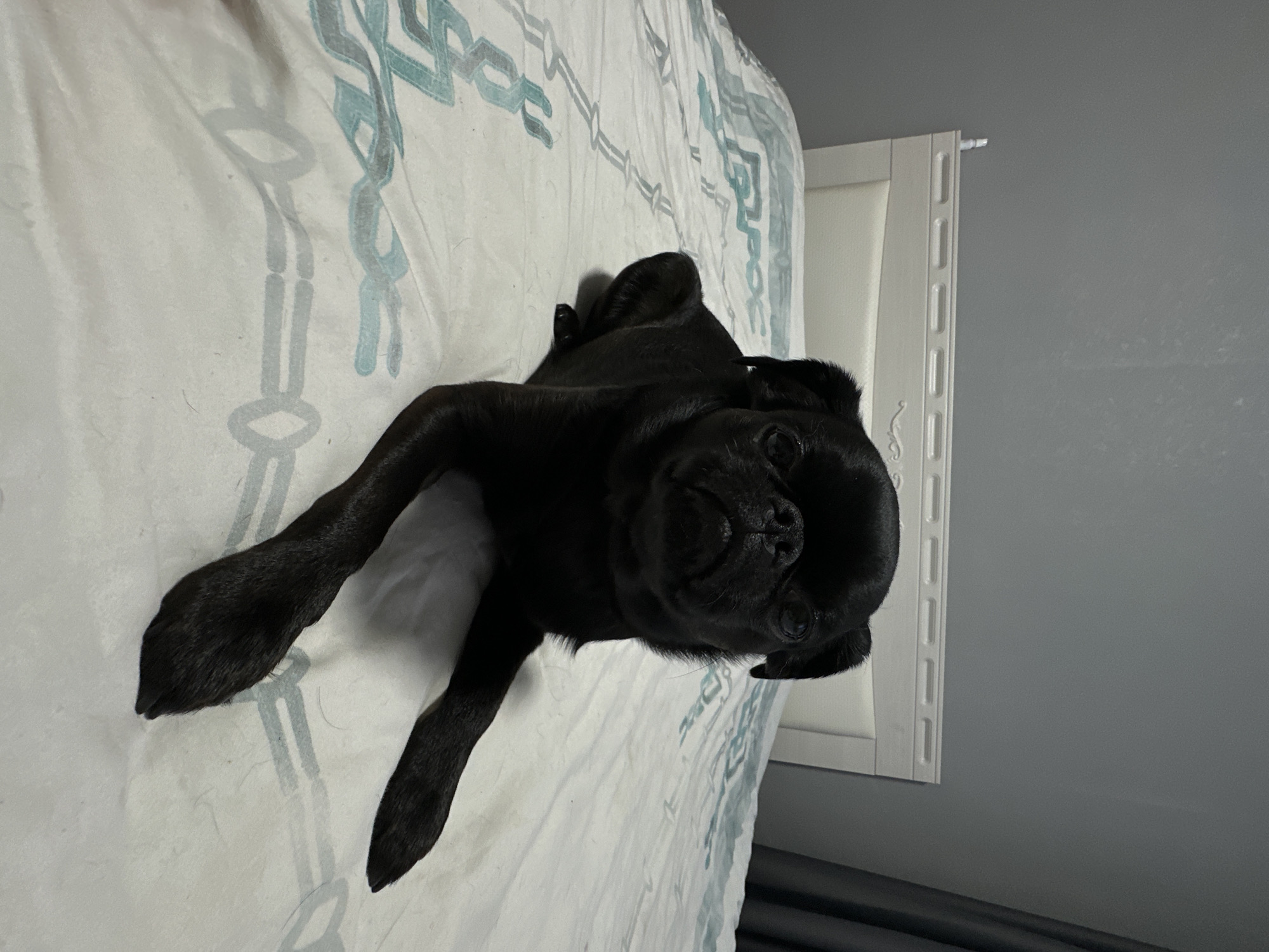 A black pug lies on a bed with white and light blue patterned sheets. The dog is positioned close to a white, decorative frame or headboard. A gray wall is visible behind the frame. The location is unknown.