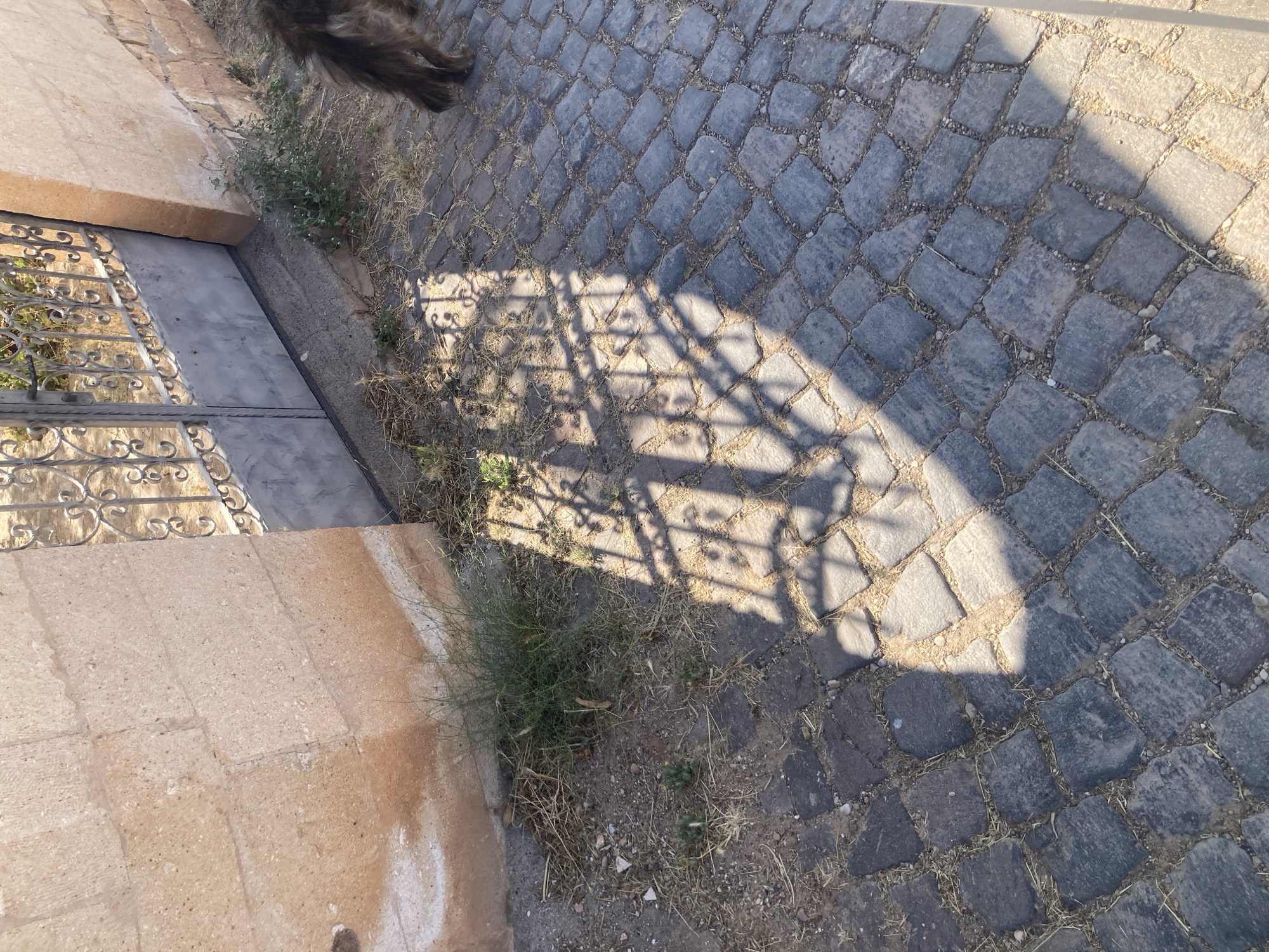 A cobblestone path leads to a wrought iron gate in front of a building constructed of large, irregular light-colored stones. The gate is partially open, revealing a glimpse of what lies beyond. Sunlight casts a distinct shadow of the gate's pattern onto the path. A portion of a dark-colored, furry animal's tail is visible on the right side of the image, suggesting its presence near the scene. Dry grass and sparse weeds grow along the base of the building and between the cobblestones, indicating an outdoor environment. The scene appears to be in the Avanos İlçe Merkezi, Turkey.