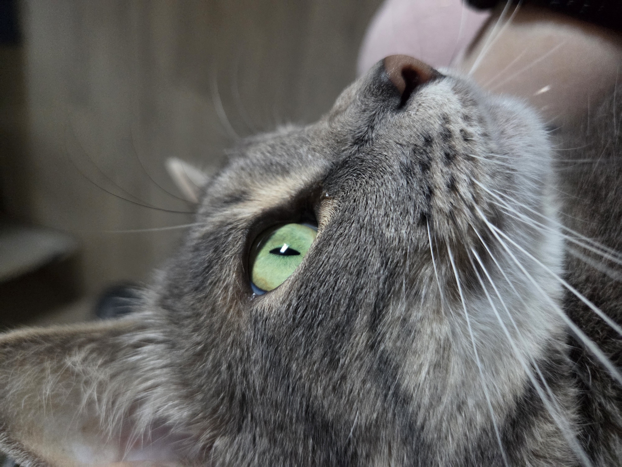 A close-up portrait features the head of a gray tabby cat, captured from a low angle looking upwards. The cat's most prominent feature is its striking, vivid green eye with a narrow, vertical black pupil, which reflects a small, bright light source. The cat's fur is a mix of various shades of gray, showing a distinct tabby pattern with darker stripes and lighter underfur, appearing soft and dense.
Numerous long, white whiskers extend outwards from its muzzle, with some visible against the blurred background. A small, pinkish-brown nose is positioned at the top of its muzzle. The cat's head is tilted upwards, suggesting it is looking at something above or to its side, conveying a sense of curiosity or calm observation.
The background is heavily blurred and indistinct, presenting as soft, muted tones, with a hint of a pink or flesh-colored object visible behind the cat's head, possibly indicating it is being held or resting on a person. The image has a very shallow depth of field, bringing the cat's eye and whiskers into sharp focus while softening the rest of the scene. There is no visible text. The lighting appears natural, illuminating the cat's face effectively.
