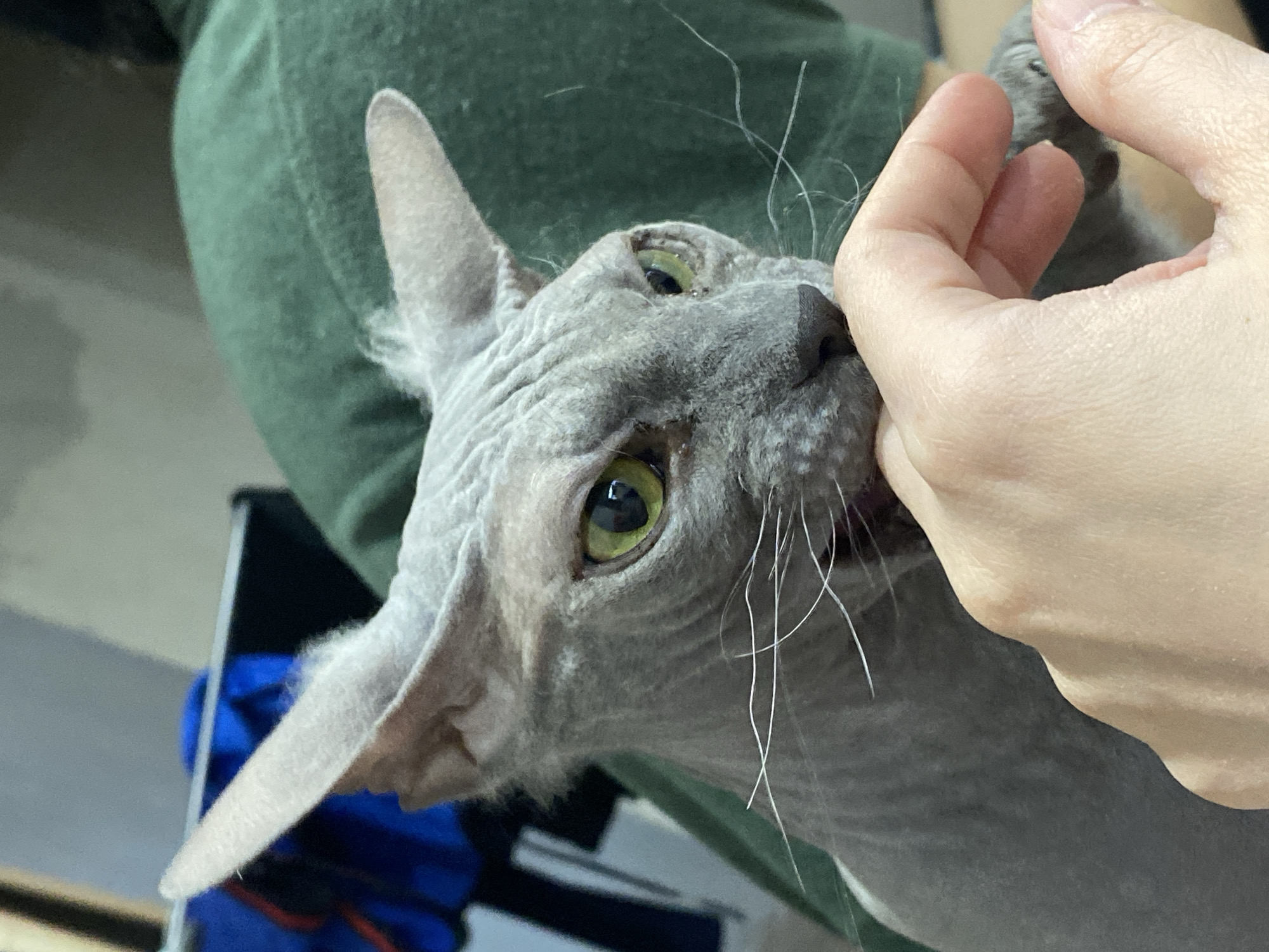 An overhead close-up shot captures a Sphynx cat interacting playfully with a human hand in what appears to be an indoor setting in Votkinsk, Russia. The hairless cat, which dominates the frame, has distinctive greyish, wrinkled skin and large, almond-shaped eyes with bright green irises. Its left ear is prominent, tall, and slender, showing faint, light-colored fuzz at its base. A few long, thin, white whiskers extend from its muzzle, which features a dark nose.
A light-skinned human hand is positioned around the cat's face, with fingers gently curved. The cat appears to be playfully mouthing or lightly nibbling one of the human's fingers, indicating a moment of affectionate interaction or curiosity. The cat's expression is engaged, looking slightly upward towards the hand.
The background is softly blurred, showing a dark green fabric, likely clothing or upholstery, directly behind the cat's head. Below this, hints of a blue object and other muted indoor elements suggest a domestic environment. The lighting is even and soft, characteristic of indoor photography, and does not indicate a specific time of day or weather. There is no visible text in the image.
