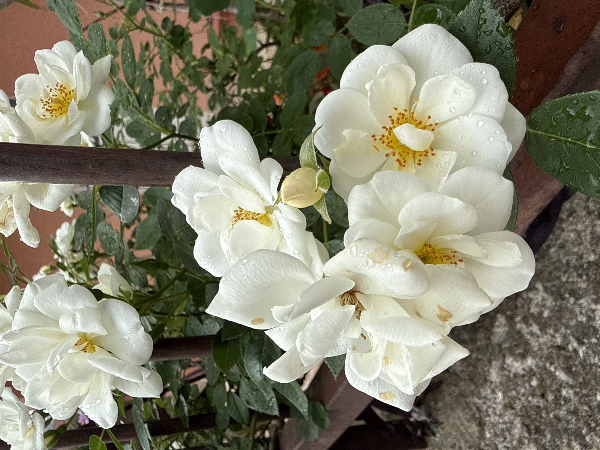 The image shows a close-up of white roses with yellow centers, some with water droplets on their petals and leaves. The roses are growing in a pot or container. There is a brown railing or support structure visible among the flowers. The background includes green foliage and what appears to be a terracotta-colored wall or building. Based on the location provided, this scene is likely a garden or balcony setting within the city of Đenovići, Montenegro. There are no people visible in the image.