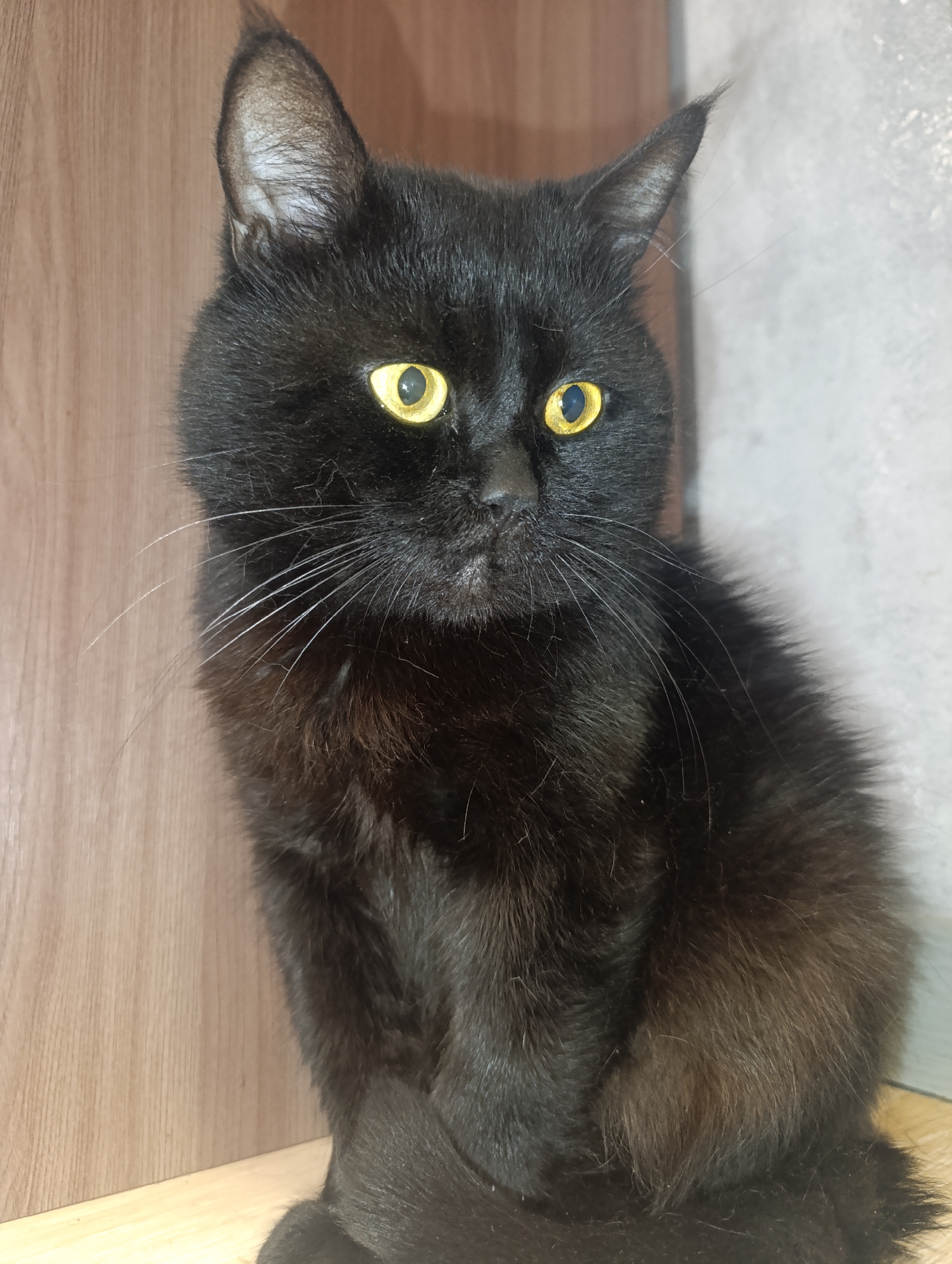 A black cat with bright yellow eyes is sitting on a wooden surface. The cat is looking slightly to the right of the camera. The background consists of a light-colored textured wall and a wooden panel. There is no indication of the city of Zlatopil, Ukraine, or any people in this image.