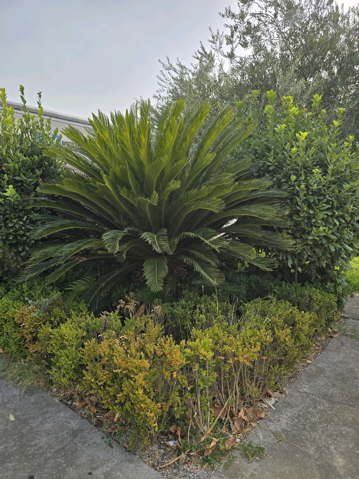 The image shows a garden area with a sago palm as the central feature. The sago palm is surrounded by various green shrubs and some dried leaves on the ground. In the background, there are more trees and a building with a grey roof. The scene appears to be an outdoor environment, possibly a residential garden or a public park, with a concrete pathway visible on the right side. The sky is overcast and grey. The overall impression is of a well-maintained garden with diverse plant life.