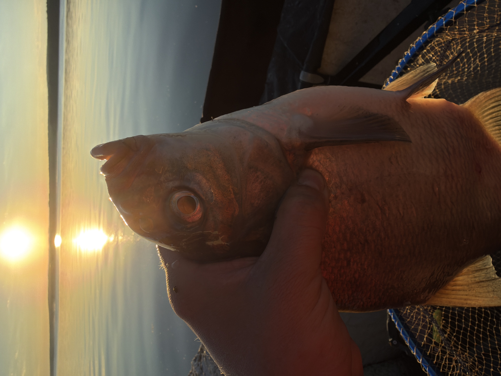 An extreme close-up captures a fisherman's hand holding a large, light-colored fish by its mouth, with the fish's mouth slightly agape. The fish's eye is visible, and its scales are prominent. The scene is illuminated by the warm, golden light of a sunset, with the sun prominently visible in the upper left corner of the image, reflecting on the calm water. The background depicts a wide body of water, likely a river or lake, with a dark, tree-lined horizon in the distance. A portion of a fishing net, with a blue rim, is visible at the bottom of the frame. The setting appears to be outdoors, possibly on a boat or at the edge of a body of water, and the warm lighting suggests a time of day that is either sunrise or sunset. The environment is natural and serene, dominated by water and sky. This scene is consistent with the natural landscapes found along the Kama River near Chaikovsky, Russia, a region known for its fishing opportunities and scenic sunsets.