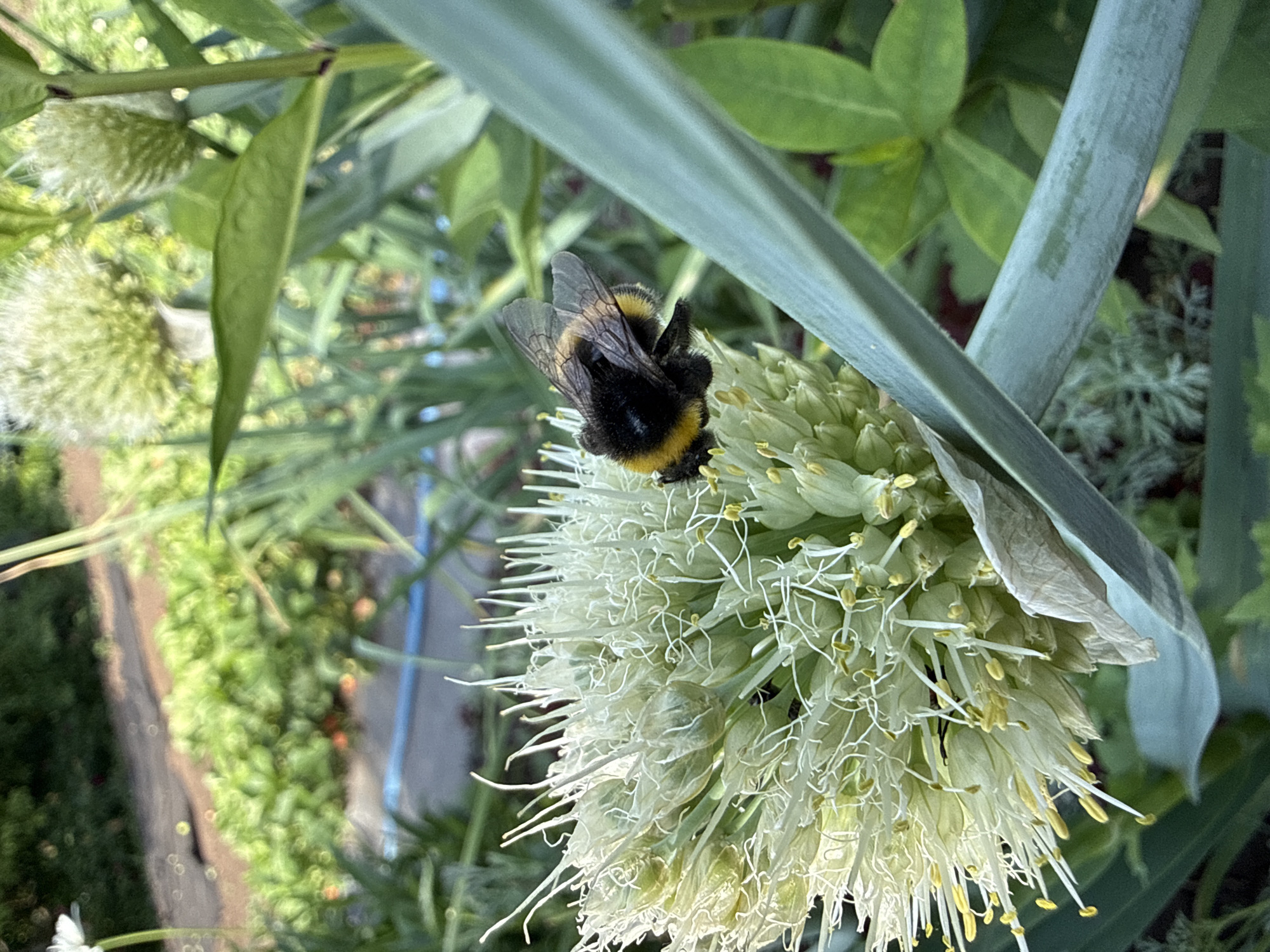 A bumblebee with black and yellow stripes is shown on a white allium flower. The bee is positioned on the right side of the flower's head, facing away from the viewer. The allium flower is spherical with numerous thin, white stamens tipped with yellow anthers. The background is blurred and shows greenery, a blue hose, and a garden path. The image is a close-up shot, focusing on the interaction between the bee and the flower.