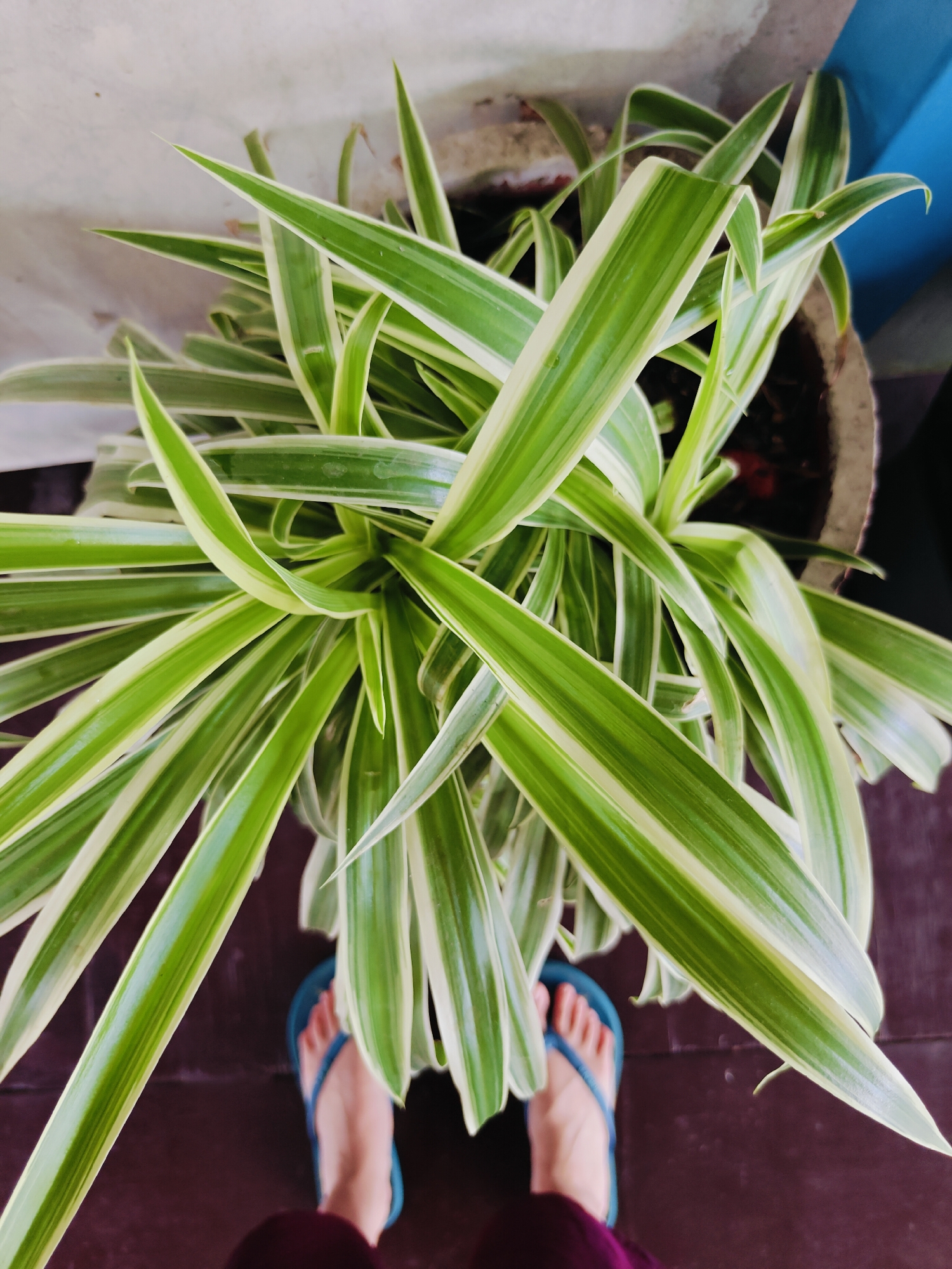 A top-down, close-up, eye-level, medium shot captures a potted spider plant with variegated green and white leaves. The plant is in a rough, grey concrete pot, and the pot is placed on a dark brown wooden floor. To the lower center of the frame, a pair of feet wearing bright blue flip-flops are visible, suggesting a person is standing near the plant. The background consists of a textured, light-colored wall and a section of blue. The scene appears to be an indoor or outdoor residential setting in Pokhara, Nepal.