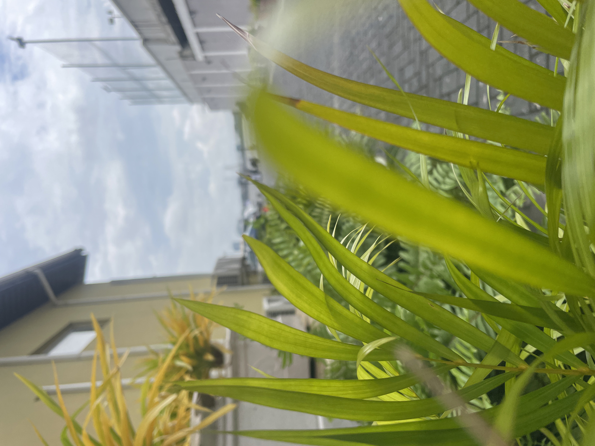 In Moba, Nigeria, this image captures a shallow depth of field perspective focused on the vibrant green fronds of a plant in the foreground. Beyond the foliage, a paved walkway is visible, leading towards buildings and a cloudy sky. The background suggests an urban or semi-urban environment, possibly a commercial or residential area. The composition highlights the natural elements against a backdrop of human-made structures.