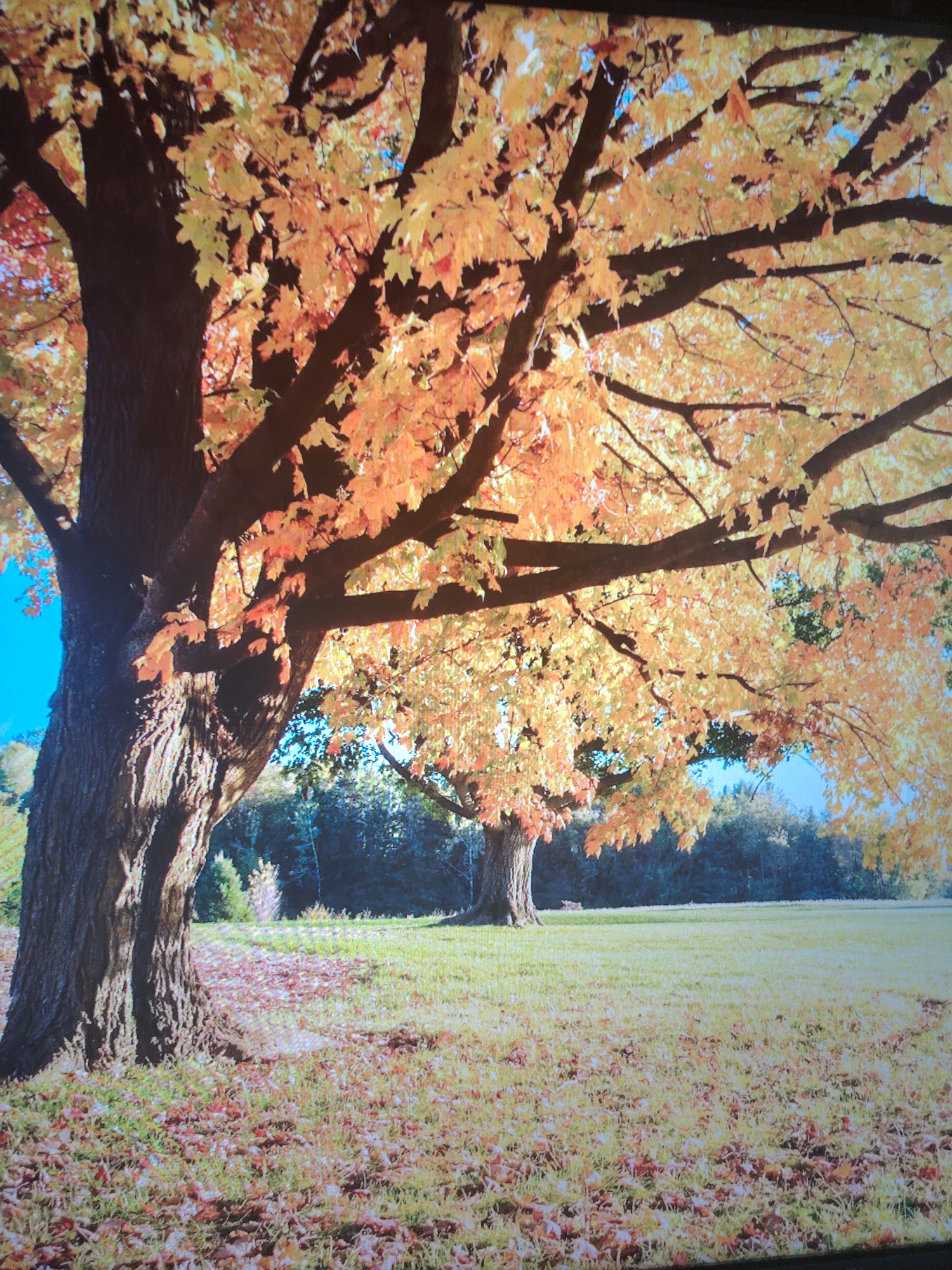 The image depicts a scene of autumn foliage. In the foreground, a large tree with thick, textured bark dominates the left side of the frame. Its branches spread widely, adorned with yellow-orange leaves, partially obscuring the sky. The ground beneath the tree is covered with scattered fallen leaves, blending into the green grass. In the background, another tree, similar in size and color, is visible, situated amidst a field of grass. Beyond the field, a line of dense trees forms a horizon. The sky is visible in patches through the canopy, appearing light blue.