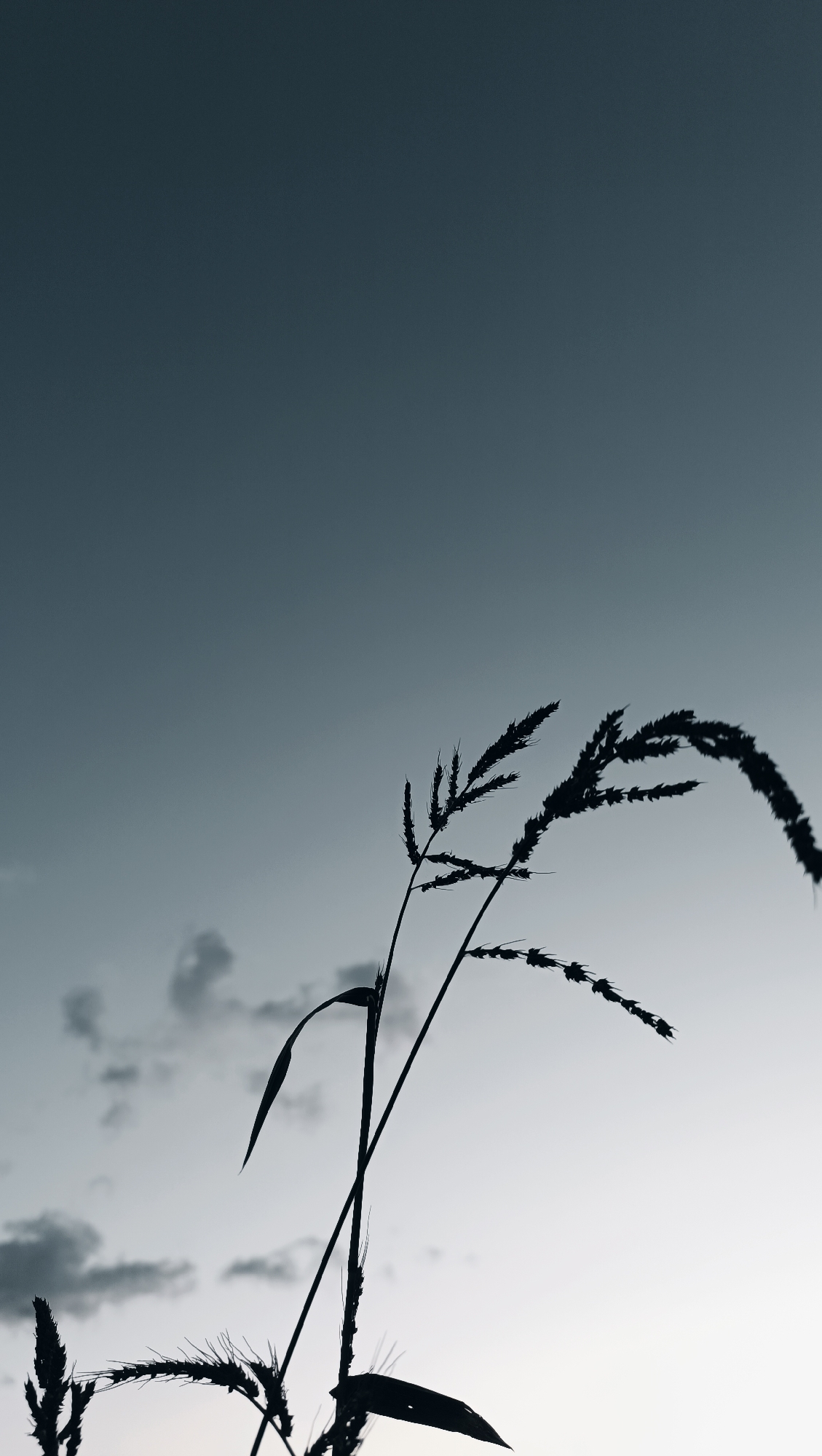 The image shows a silhouette of tall grass against a twilight sky. The sky is a gradient of deep blue at the top to a lighter grey near the horizon, with a few scattered, wispy clouds. The grass stalks are thin and dark, with feathery seed heads. They appear to be swaying slightly, suggesting a gentle breeze. The composition is minimalist, with the grass occupying the lower portion of the frame and the expansive sky dominating the upper half. There are no people or man-made objects visible, and the scene evokes a sense of quiet and natural beauty. The location in Karsha, Russia, is not visually discernible from the image itself.