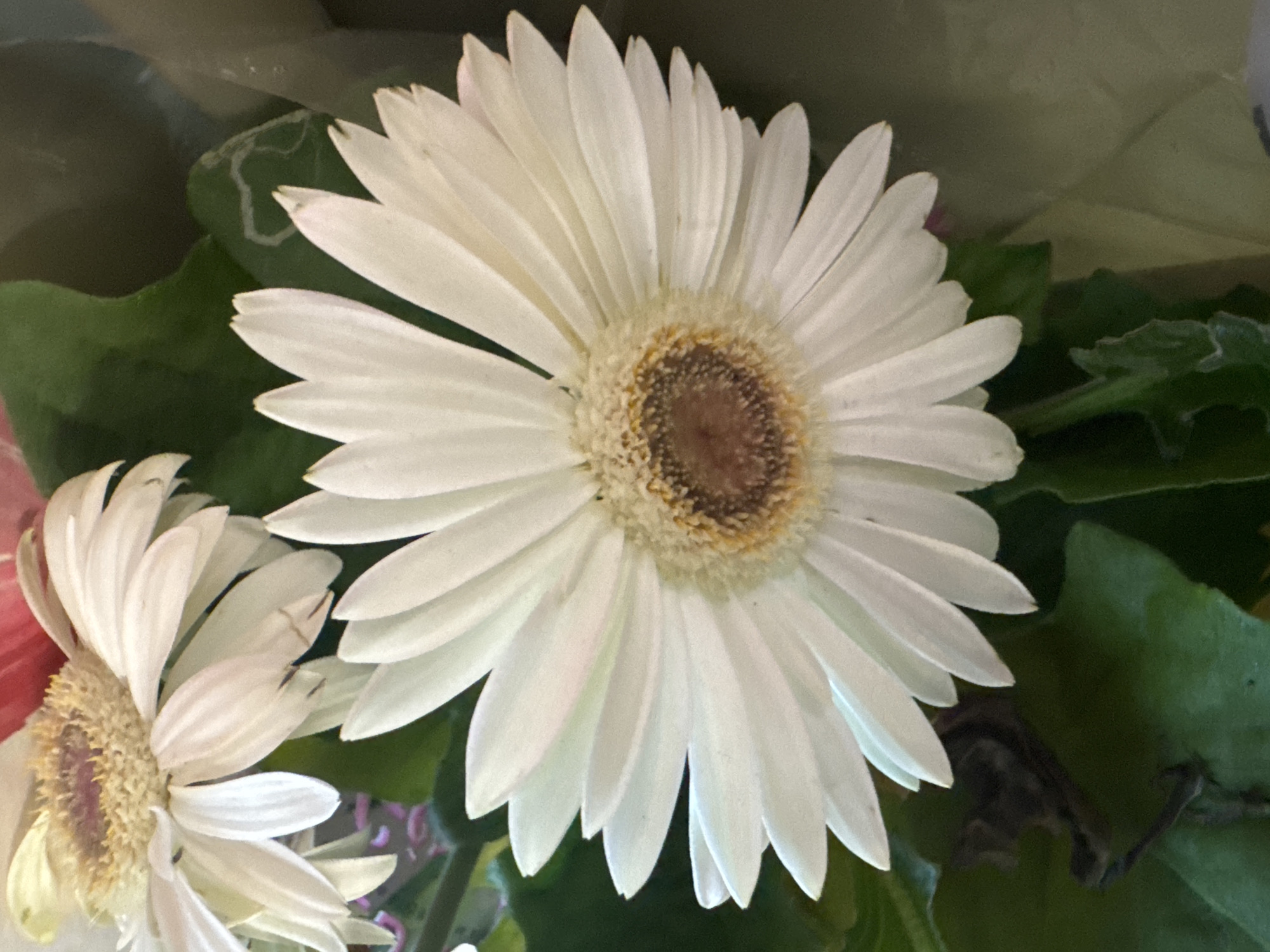 A close-up shot focuses on a white Gerbera daisy. The flower's center is a mix of brown and yellow, surrounded by numerous white petals radiating outwards. To the left, another white Gerbera daisy is partially visible, its petals also fanned out. Dark green leaves form the background. The image appears to be taken indoors or in a shaded outdoor area, given the soft lighting and the absence of direct sunlight. There are no people or animals present in the frame. The location in the city of Niterói, Brazil cannot be determined from the visual information provided.