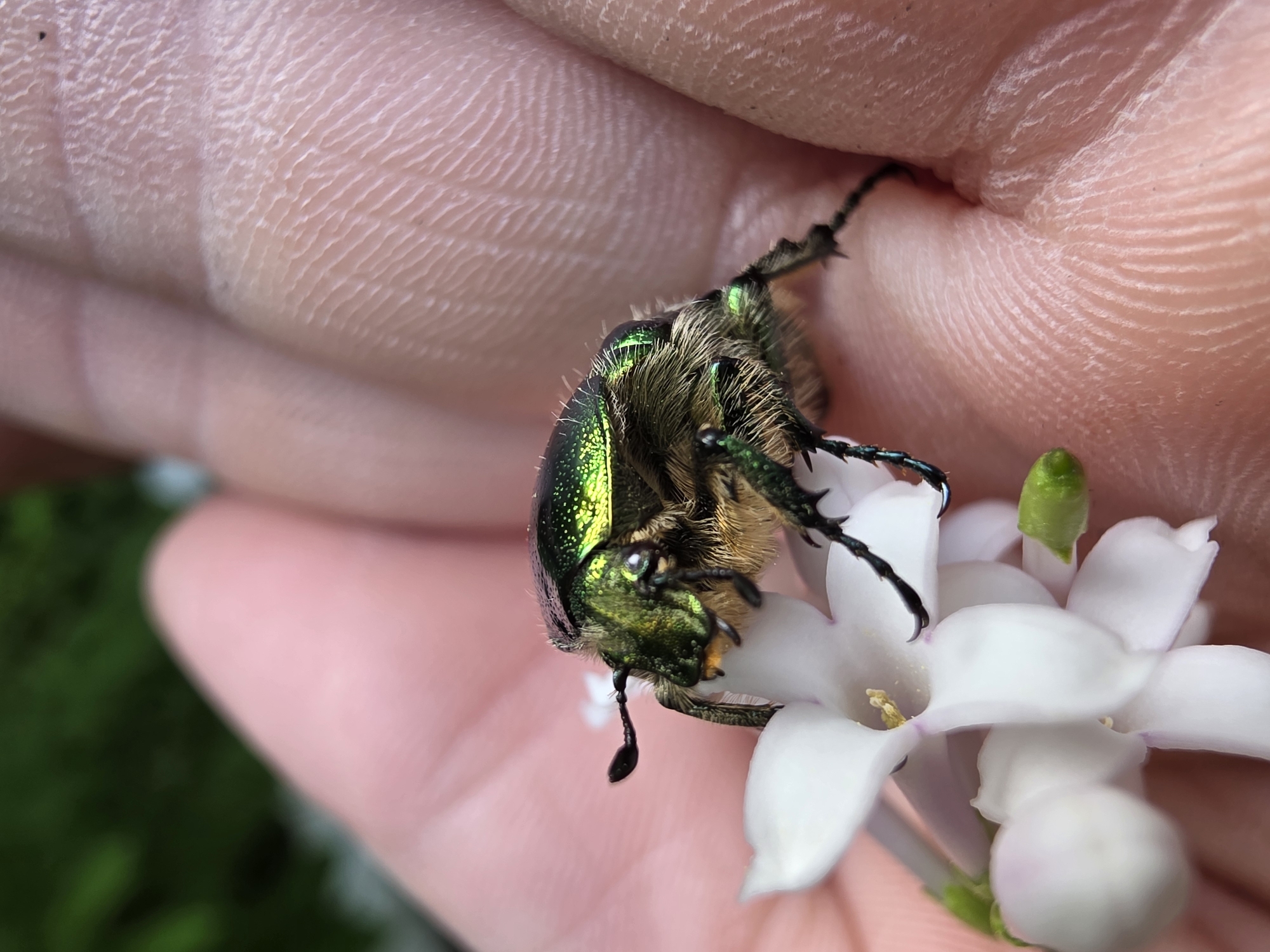 In the city of Chaikovsky, Russia, a metallic green chafer beetle is positioned on a cluster of small white flowers, which are held within the contours of a human hand. The beetle exhibits an iridescent emerald green coloration across its head, pronotum, and elytra. Its body, particularly the thorax and ventral aspects, is densely covered with fine, yellowish-brown hairs. Lamellate antennae are visibly extended from its head. Six dark, segmented legs, each with discernible spines and claws, are splayed across the white petals and the surrounding skin surface. The flowers are white, bell-shaped, displaying yellow stamens at their centers, and are arranged in a small cluster. The human hand, light-toned, shows prominent skin creases and fingerprint ridges on the palmar surface. The background is an out-of-focus field of green foliage, suggesting an outdoor environment. The illumination is natural and diffused.
