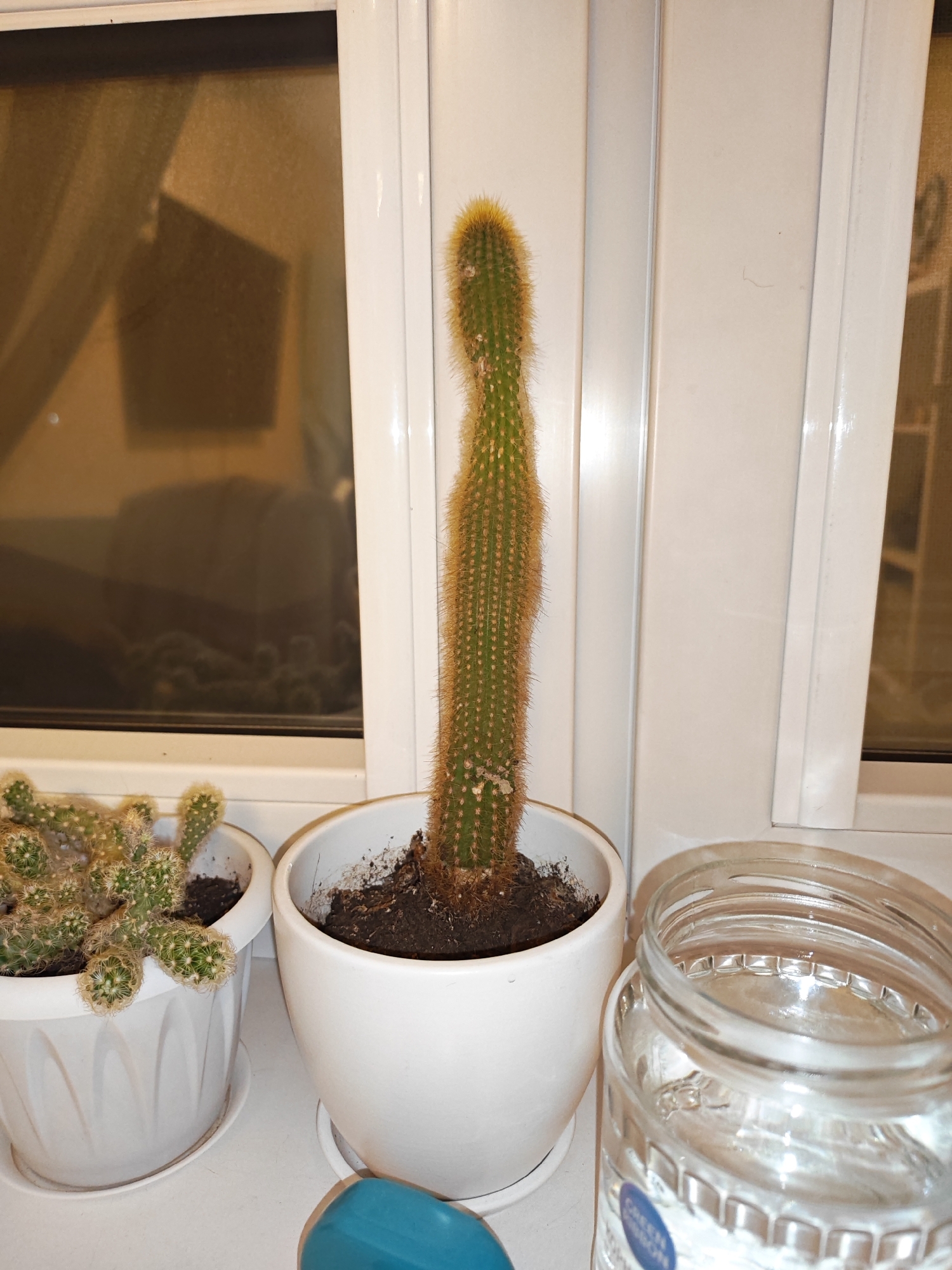 A tall, slender, golden-hued cactus with green undertones and fine, fuzzy spines is positioned in a white ceramic pot on a windowsill. To the left of this cactus is a smaller, bushier cactus in a white pot, its pads adorned with white fuzzy spines. A clear glass jar partially filled with water sits to the right of the taller cactus, with a blue object, possibly a watering can nozzle, visible in the foreground. The windowsill appears to be made of white plastic, and behind the plants, a window shows the muted reflections of an interior space. The overall scene suggests an indoor setting, likely a home or office, with the plants arranged for natural light. The location is identified as Bataysk, Russia.