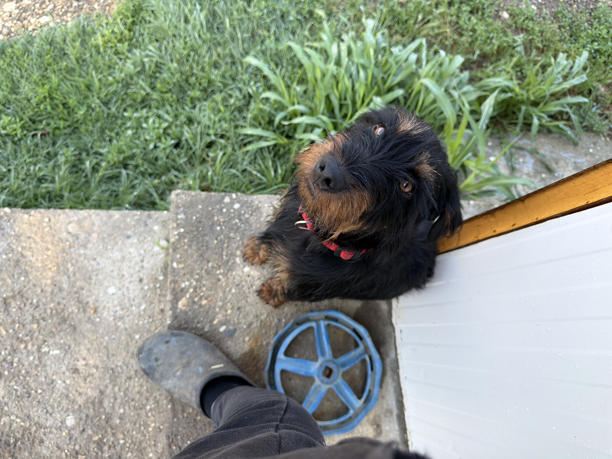 An overhead shot captures a black and tan wire-haired terrier-type dog looking up intently, a person's leg and foot, and an outdoor setting in Shtraklevo, Bulgaria. The dog, with scruffy dark fur and tan accents on its muzzle and paws, wears a red collar and gazes directly upwards with an alert, curious expression.
The dog is positioned on a concrete step or patio area, next to a white, paneled wall or door that features a narrow wooden trim at its top edge. Visible water droplets on the white surface suggest recent rain or moisture. To the left of the dog, a person's leg, clad in dark pants and a dark, possibly grey, slipper-like shoe, is also on the concrete ground.
Between the dog and the person's foot lies a distinctive blue, spoked wheel-like object, seemingly made of metal, possibly a valve handle or a discarded part of old machinery. Beyond the concrete, the background is filled with lush, slightly overgrown green grass and weeds, indicating a garden or natural area. The scene is brightly lit, suggesting daytime, and depicts a domestic interaction between the pet and its owner. No text is visible in the image.