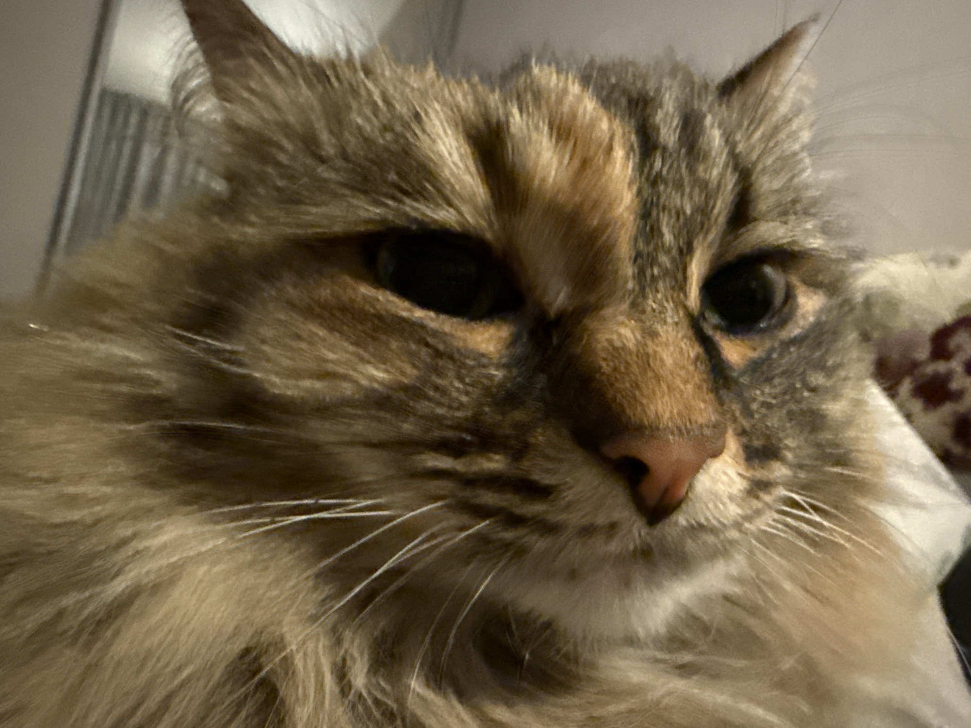 Close-up of a fluffy, multi-colored cat. The cat's fur is a mix of brown, tan, and gray. The cat has dark, dilated pupils, a pink nose, and long white whiskers. The background is out of focus, but appears to show a gray wall with white vertical lines, and a patterned surface. There is no indication of the location being Votkinsk, Russia.