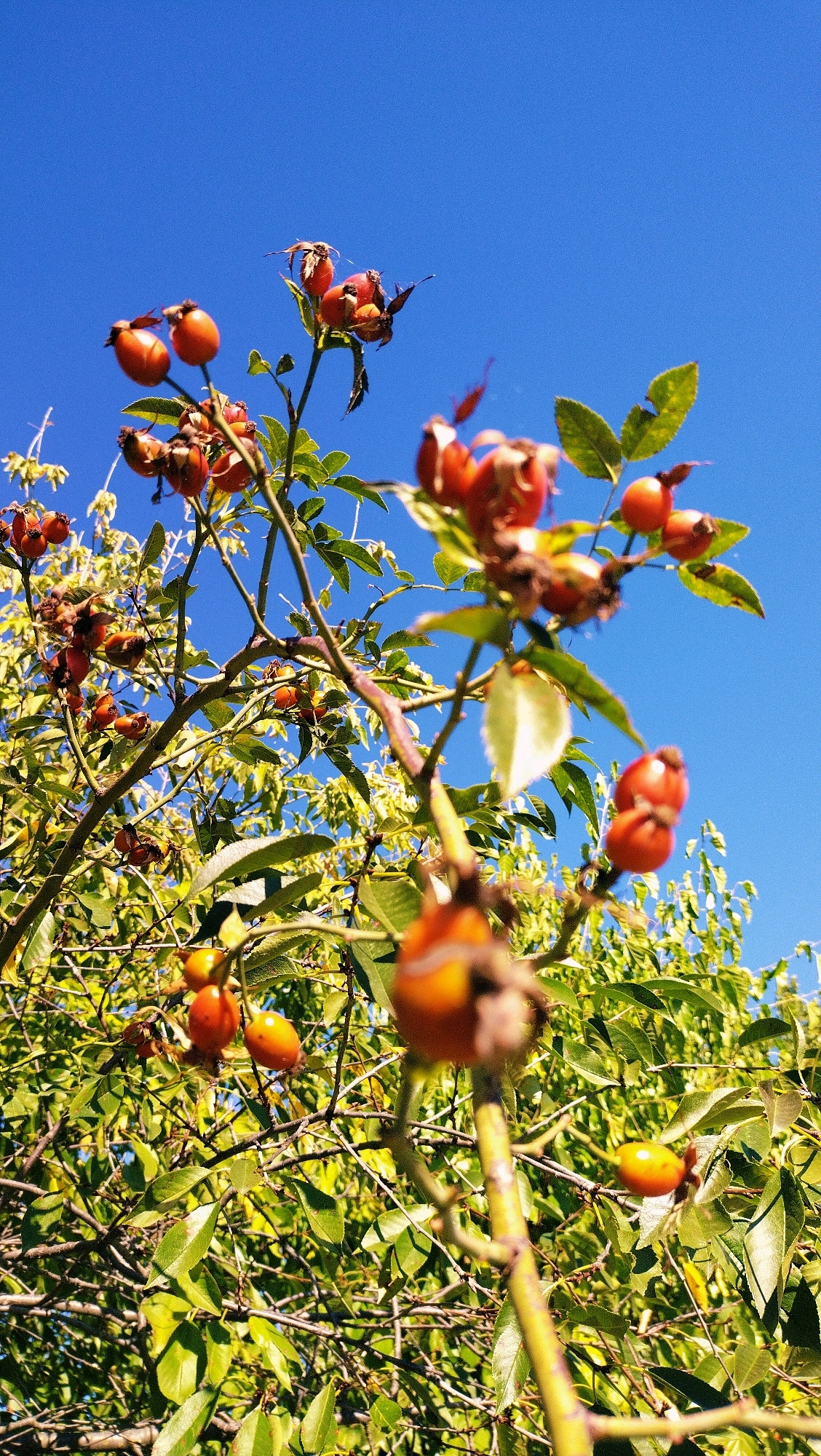 The image shows rose hips on a bush against a bright blue sky. The rose hips are a vibrant orange-red color and are clustered on thorny branches. The leaves of the bush are a deep green and appear healthy. The photograph is taken from a low angle, looking up at the rose hips. The image does not provide any specific information about the location in the city of Horishni Plavni, Ukraine.
