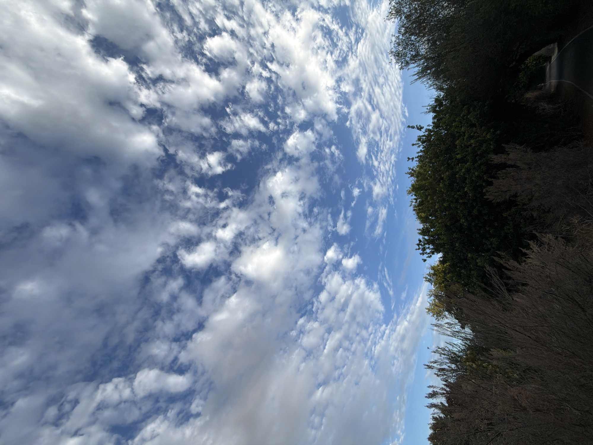 The image captures a panoramic view of a cloudy sky above a tree-lined path in Aliso Viejo, California. The sky is filled with scattered, fluffy white clouds against a bright blue backdrop, creating a dynamic and airy atmosphere. Below the sky, a dense canopy of green trees forms a natural archway over a dark asphalt path. The trees are lush and vibrant, with some appearing as darker, mature evergreens and others as lighter, possibly deciduous trees interspersed within the foliage. In the foreground, dry, brush-like plants with thin, leafless branches create a textural contrast to the smoother foliage of the trees. The path curves gently into the distance, disappearing beneath the arch of the trees, suggesting a scenic route or trail. The overall impression is one of a serene natural setting within the city.