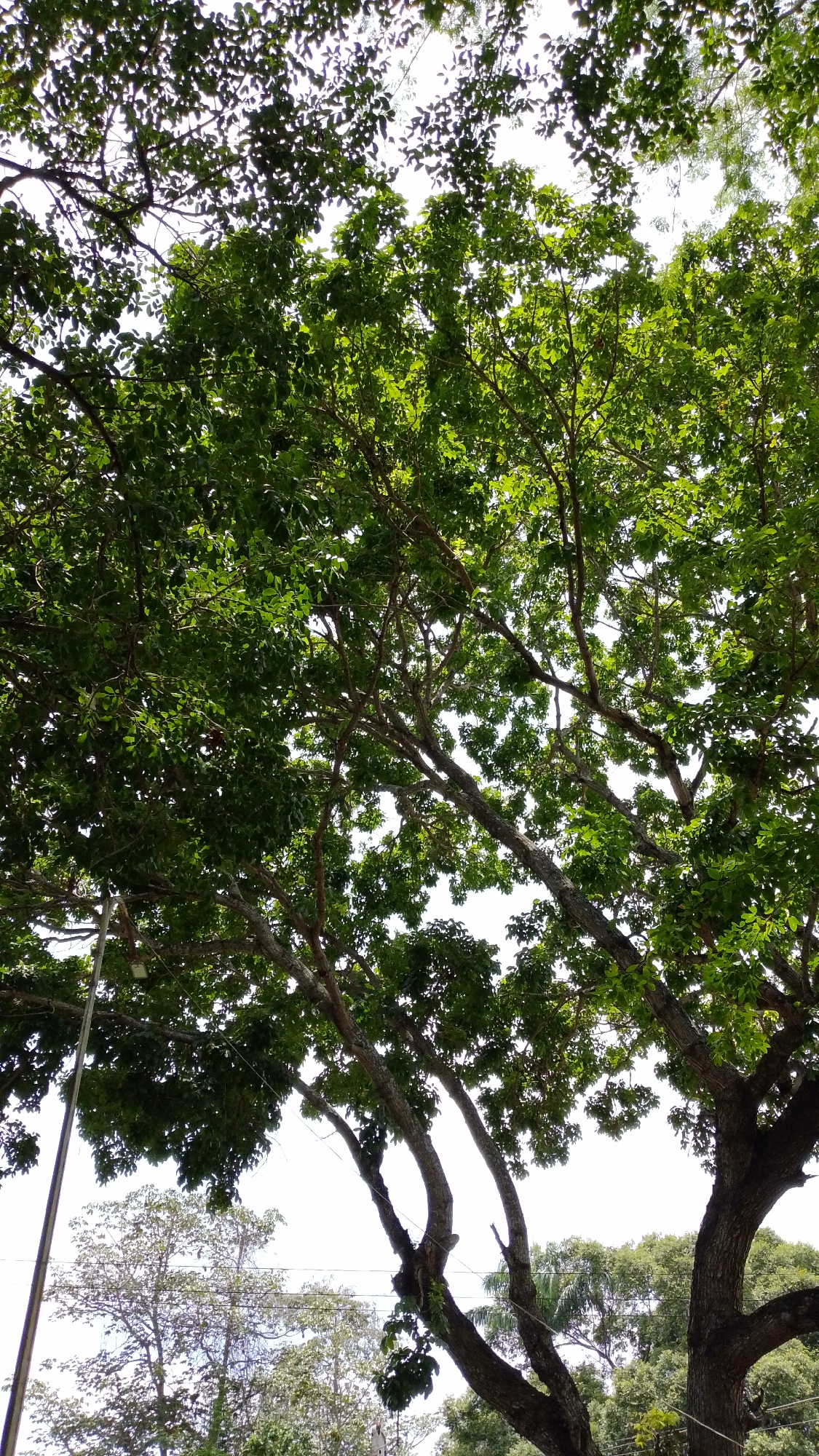 The image presents a vibrant, upward-looking view through a dense canopy of trees against a bright, clear sky. The scene is dominated by numerous tree branches and a multitude of lush green leaves, suggesting a thriving natural environment. Sunlight filters through the foliage, illuminating some leaves and branches, creating a dappled effect.
Thick, gnarled tree trunks and branches crisscross the frame, forming intricate patterns, while smaller branches extend outwards, densely covered in fresh green leaves. The perspective is from directly beneath the trees, giving a sense of being enveloped by nature. In the bottom-left corner, a tall, slender light-colored pole or utility pole is visible, extending vertically upwards into the tree canopy. Further in the background, below the main canopy, outlines of other trees with lighter foliage can be discerned against the bright sky.
The bright sky and the way sunlight interacts with the leaves indicate a clear, sunny day, likely during midday or early afternoon. The dense, healthy foliage suggests a warm climate. This scene portrays an outdoor setting, possibly a park, street, or natural area in Tinaquillo, Venezuela, where such abundant tree cover is common. No discernible human activity or visible text is present in the image.