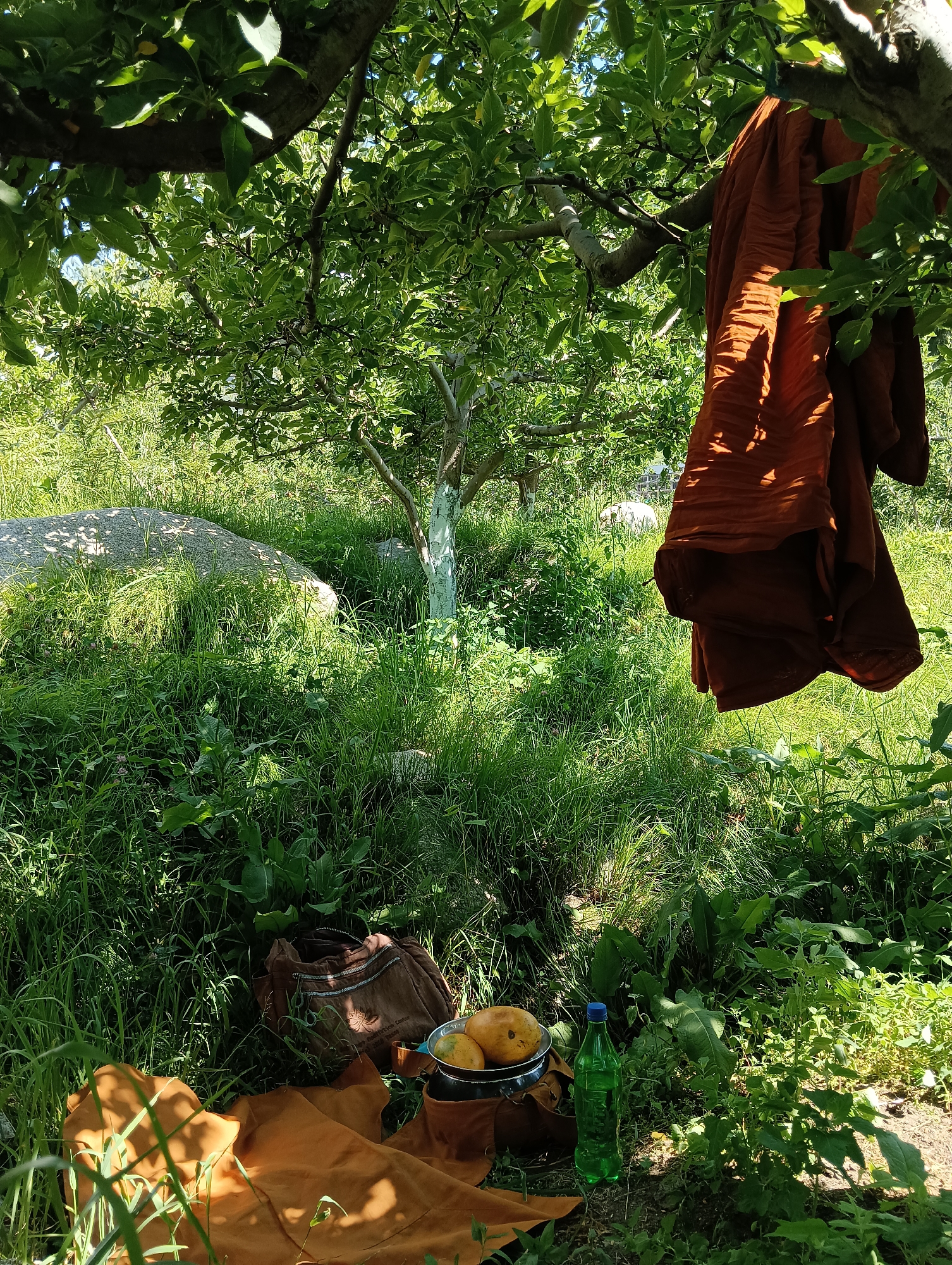 A scene unfolds in the natural environment of Palchan, India, beneath the shade of a lush green tree. A piece of burnt orange fabric is draped over a branch, its folds catching the sunlight. On the ground, a brown bag rests next to a metal bowl filled with several yellow fruits, possibly mangoes. A green plastic bottle of water sits beside the bowl. The ground is covered in tall, green grass, with a large rock visible in the background, casting a patterned shadow. The overall impression is one of a peaceful outdoor gathering or picnic.