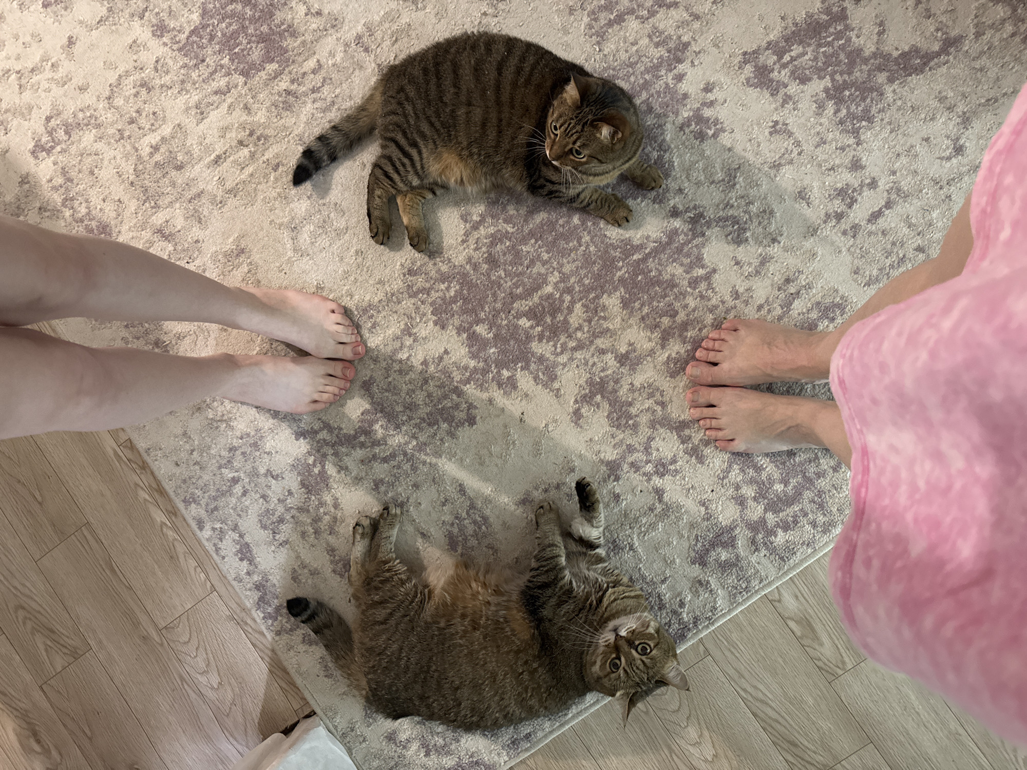 The image captures an indoor scene on a rug with a pattern of cream and purple. Two tabby cats are present, one lying on its back at the bottom of the frame, and the other lying on its stomach near the top. Two pairs of bare feet are visible; one pair is to the left, and the other is to the right, with the right side of a pink dress. The rug is on a wood floor. There is no indication in the image that allows the identification of the city of Chaikovsky.