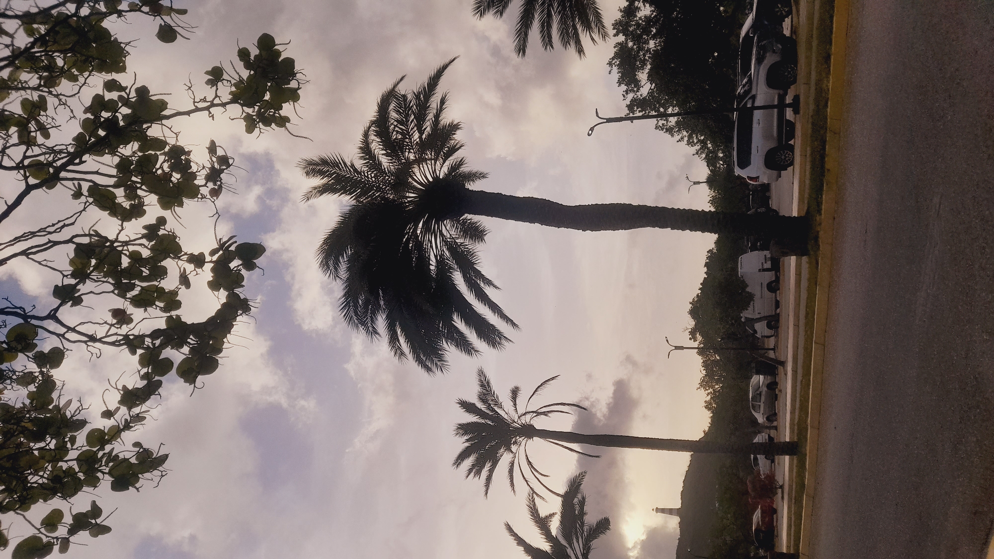 The image shows a view of a street and parking lot with several palm trees in the foreground, a lighthouse on a hill in the distance, and a cloudy sky. The scene appears to be in the city of Pedro González, Venezuela.
In the foreground, there is a paved road with a yellow curb. To the right of the road is a grassy area with several palm trees. The largest palm tree is in the center of the frame, silhouetted against the sky. To the left of the largest palm tree are two smaller palm trees, and to the far right, parts of another palm tree are visible.
In the mid-ground, there is a parking lot with several vehicles. These include a white van, a silver sedan, a white SUV, and a dark-colored SUV. Behind the vehicles, there are more trees, some of which are lush and green, while others appear to be bare.
In the background, on a hill to the left, a lighthouse is visible. The lighthouse is white and has a red top. The sky is overcast with scattered clouds, creating a soft, diffused light. The overall impression is one of a tropical or subtropical environment, possibly during a cloudy day or sunset. There are no people visible in the image.