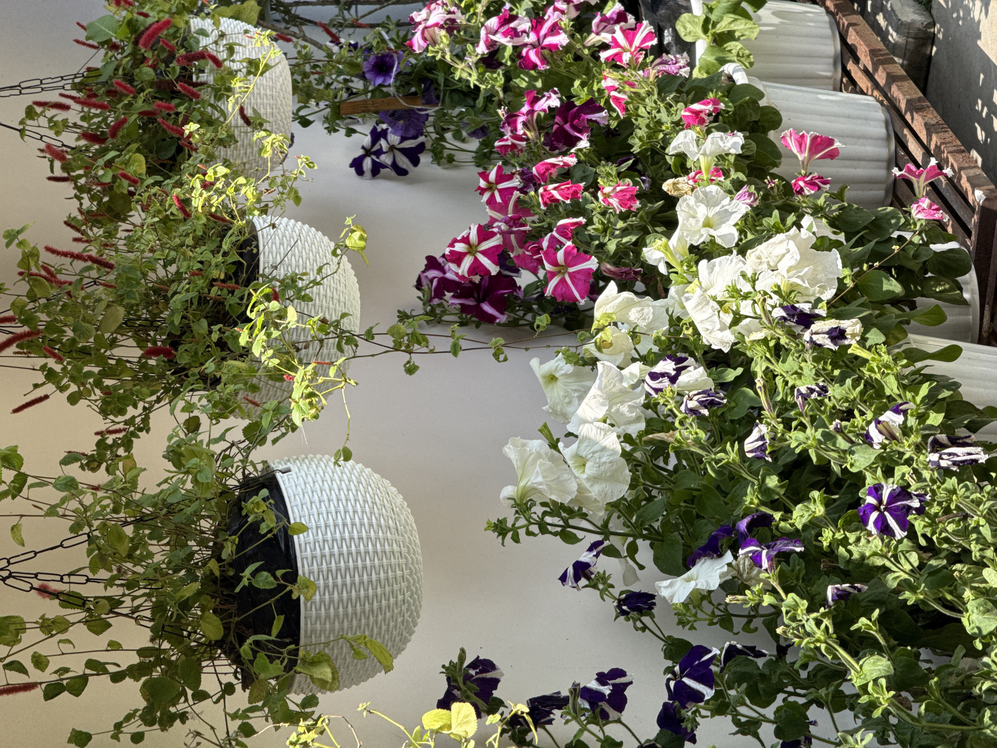 The image showcases a vibrant and lush display of flowering plants, likely situated on a balcony or patio in Kurseong, India. The scene is brightly lit by strong sunlight, which casts clear shadows and enhances the colors of the plants.
On the left side, three white, woven-textured hanging baskets are visible against a light-colored wall. Each basket contains a plant with numerous small, green leaves and distinctive, elongated, fuzzy red flower spikes, commonly known as Chenille plants (Acalypha hispida). The metal chains from which these baskets are suspended are partially visible.
The right side of the frame is filled with a dense array of blooming petunias, planted in a long, fluted white planter or along a balcony edge. The petunias exhibit a beautiful variety of colors and patterns, including pure white, vivid pink and white striped, and deep purple and white striped flowers. Their green foliage is abundant and healthy, contributing to the full appearance of the planter.
In the upper right corner, a section of a rusty metal railing is visible, indicating an outdoor setting such as a balcony or terrace. The strong sunlight and clear shadows suggest a bright, sunny day, likely during the morning or afternoon. The image focuses entirely on the botanical elements, with no people or visible text present.