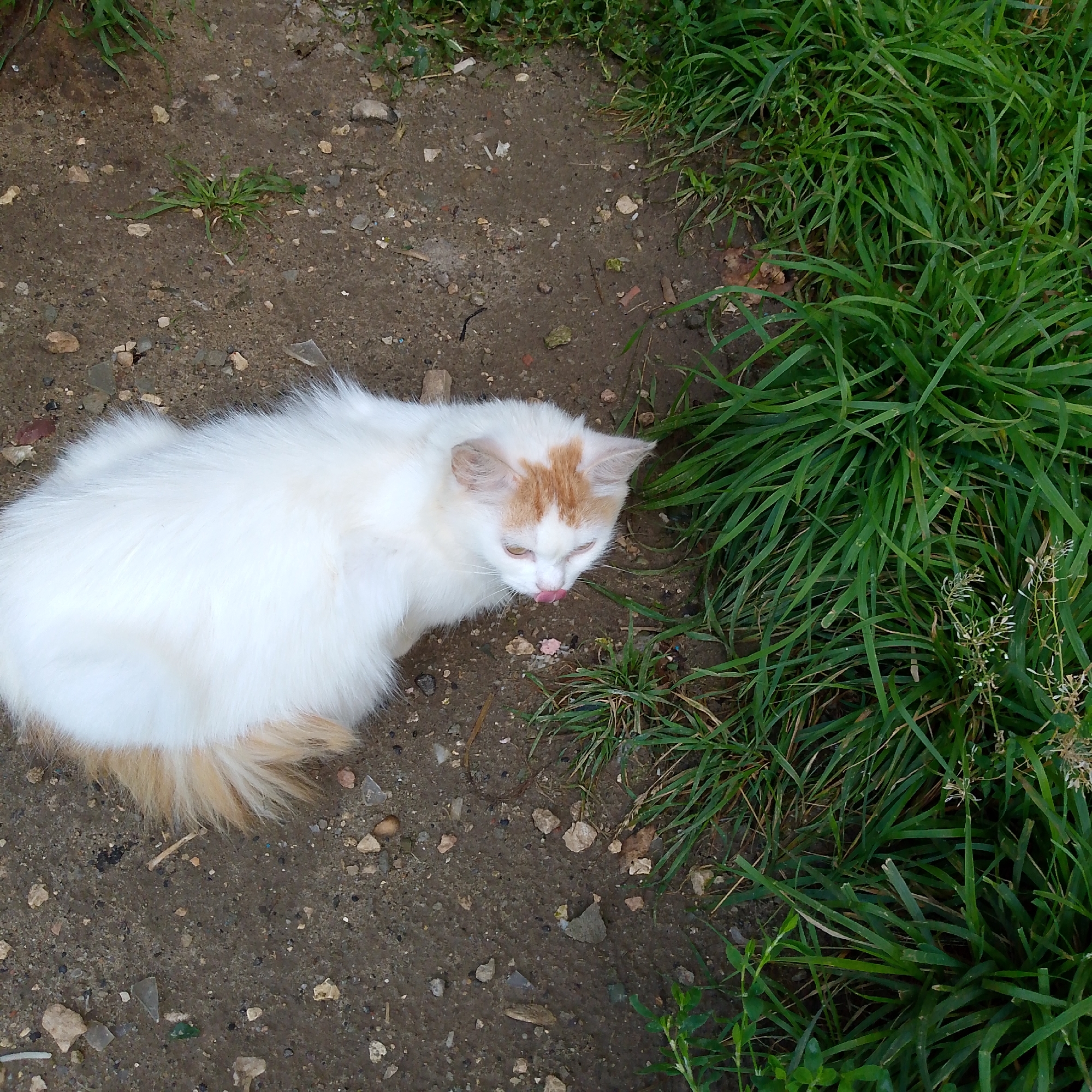 The image shows a white and orange cat with its tongue out, licking its nose. The cat is lying on the ground, which is a mixture of dirt and small stones, next to a patch of green grass. The background is slightly blurred, but it appears to be an outdoor environment. There are no visible signs of human presence, and the scene is static. The image is taken from a top-down perspective. The location is provided as Vyazniki, Russia, but there are no specific visual cues in the image to confirm this location.