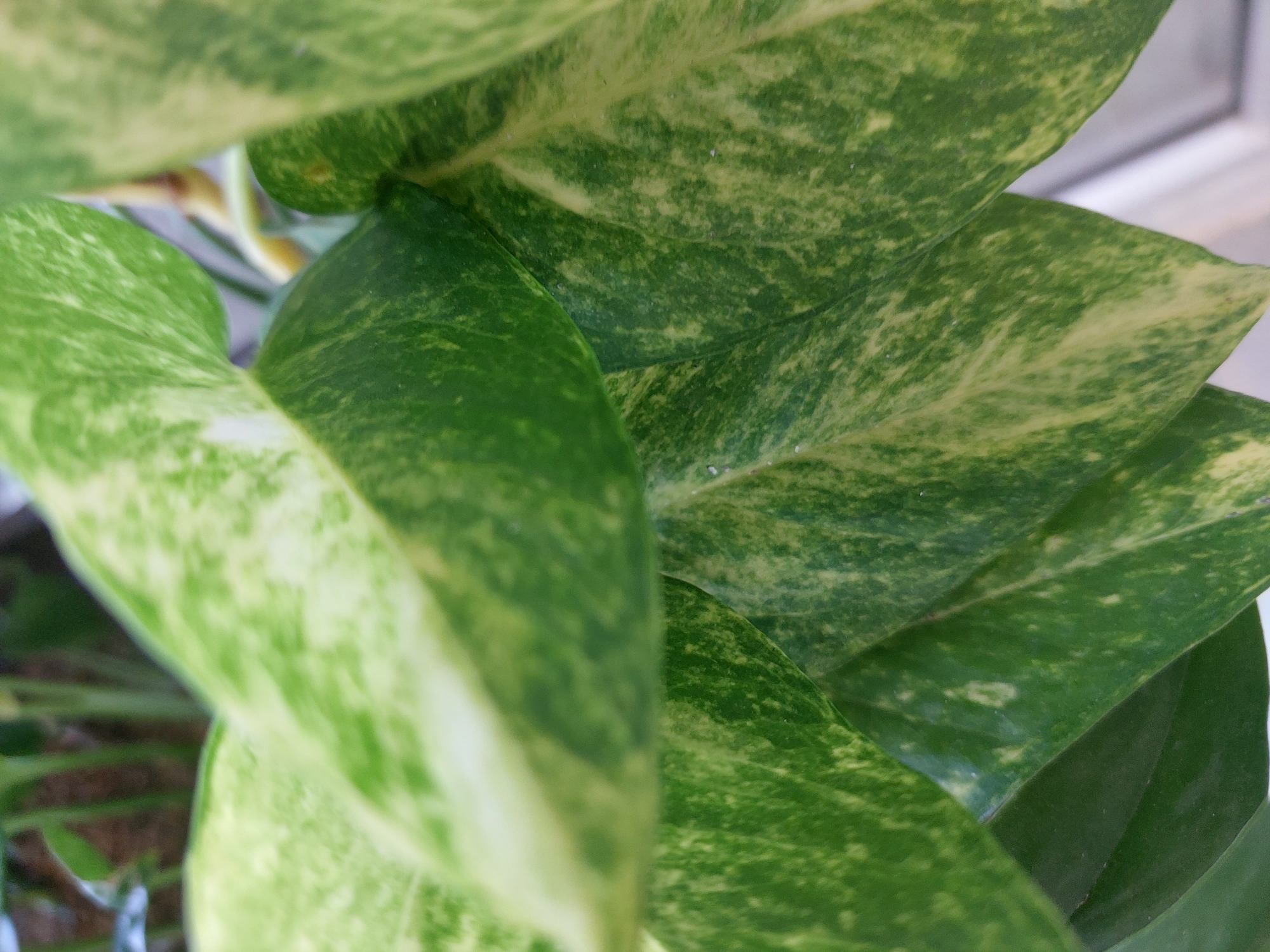 The image shows a close-up view of variegated green leaves, likely from a Pothos plant, with patches of lighter green and yellow. The leaves are the primary focus, filling most of the frame. The background is blurred and suggests a natural or indoor setting with some indistinct foliage and possibly a hint of sunlight. There are no people or discernible objects other than the plant. The lighting appears natural, highlighting the textures and patterns of the leaves. The image does not provide any specific details about a location in Baan Mae Nam, Thailand.
