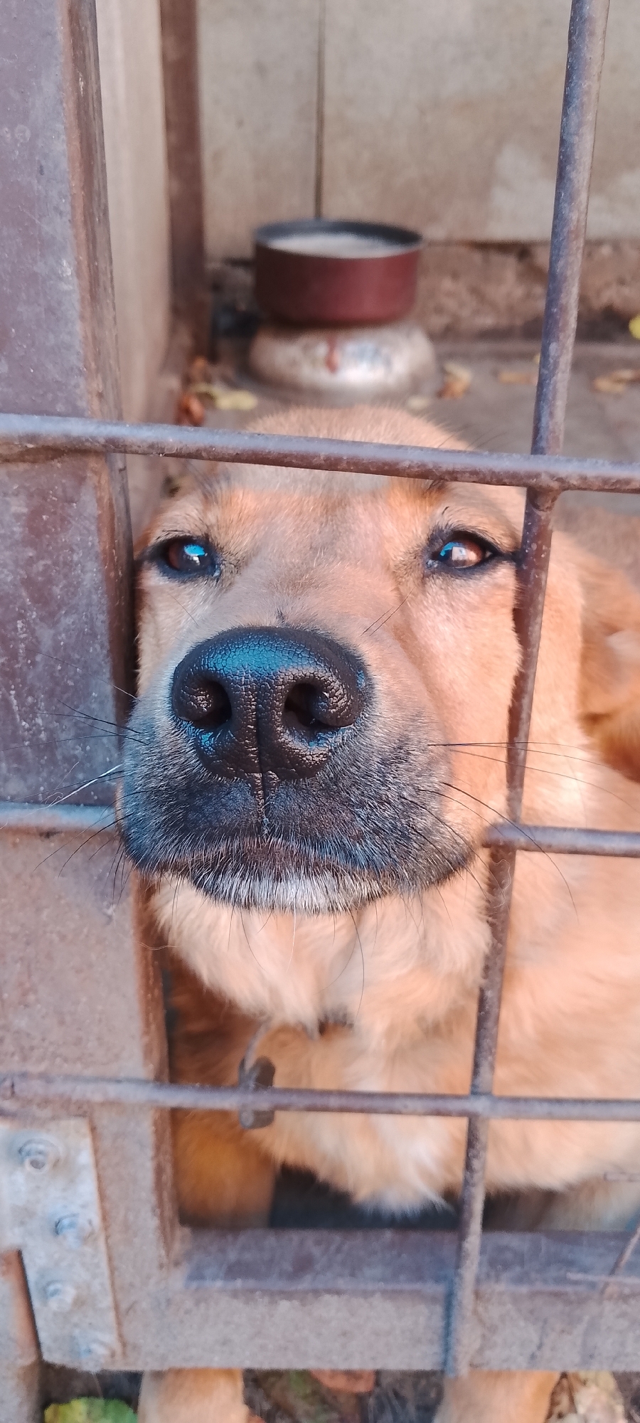 The image shows a close-up of a brown dog's face peeking through the bars of a fence. The dog's nose is prominent, with its dark, wet nostrils. The dog's eyes are visible, one looking directly at the camera, the other slightly to the side. The background is blurred, but it appears to be an outdoor setting with some fallen leaves on the ground and a red-rimmed bowl in the distance. The overall impression is one of a dog in an enclosure, possibly a shelter or a yard. There is no specific information to pinpoint the location within the city of Belgorod, Russia.