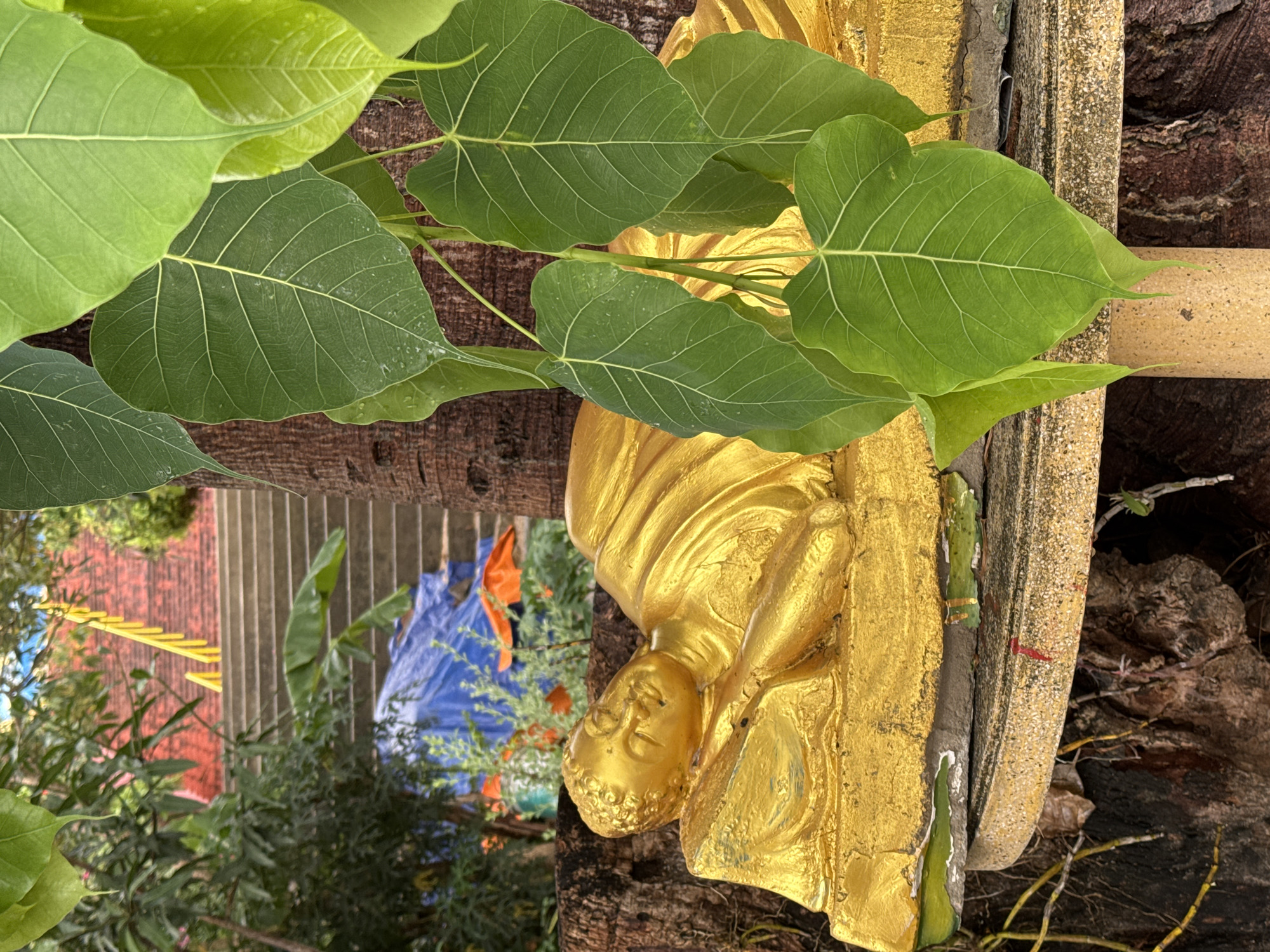 A golden statue of a seated figure, possibly Buddha, is positioned alongside a tree trunk. Lush green leaves obscure portions of the statue. In the background, stairs are visible leading up a slope, along with vegetation and blue tarpaulin. The location is Bac Nha Trang Ward, Vietnam.