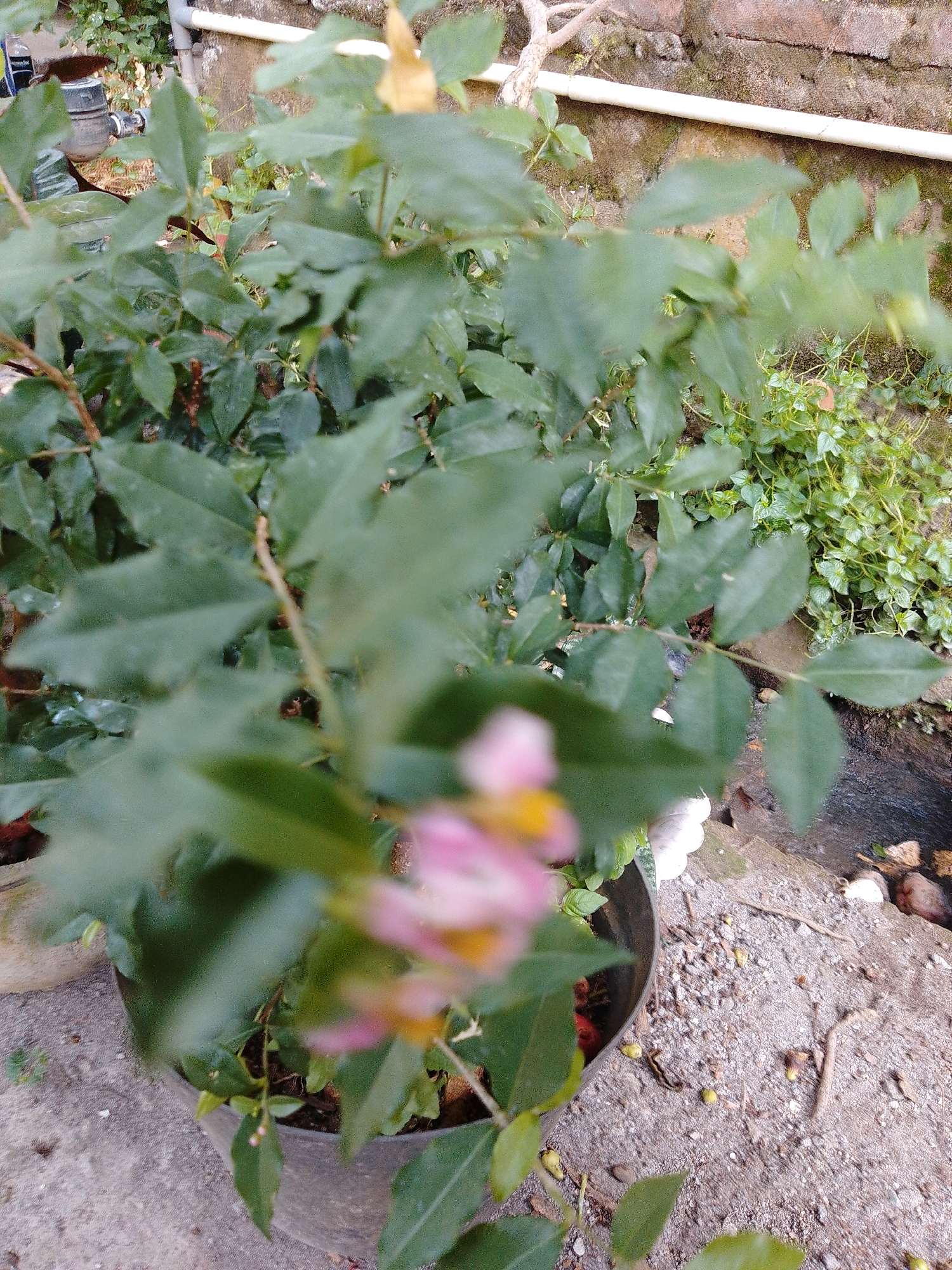 This is a close-up, slightly out-of-focus photograph of a plant with green leaves and a few small, blurry pink and yellow flowers. The plant is in a dark-colored pot and appears to be outdoors, near a brick wall and a water pipe. The ground is covered with gravel and some small green plants. There are also a few small, round, yellowish objects scattered on the ground, possibly seeds or small fruits. The image was taken in Cikal, Indonesia.