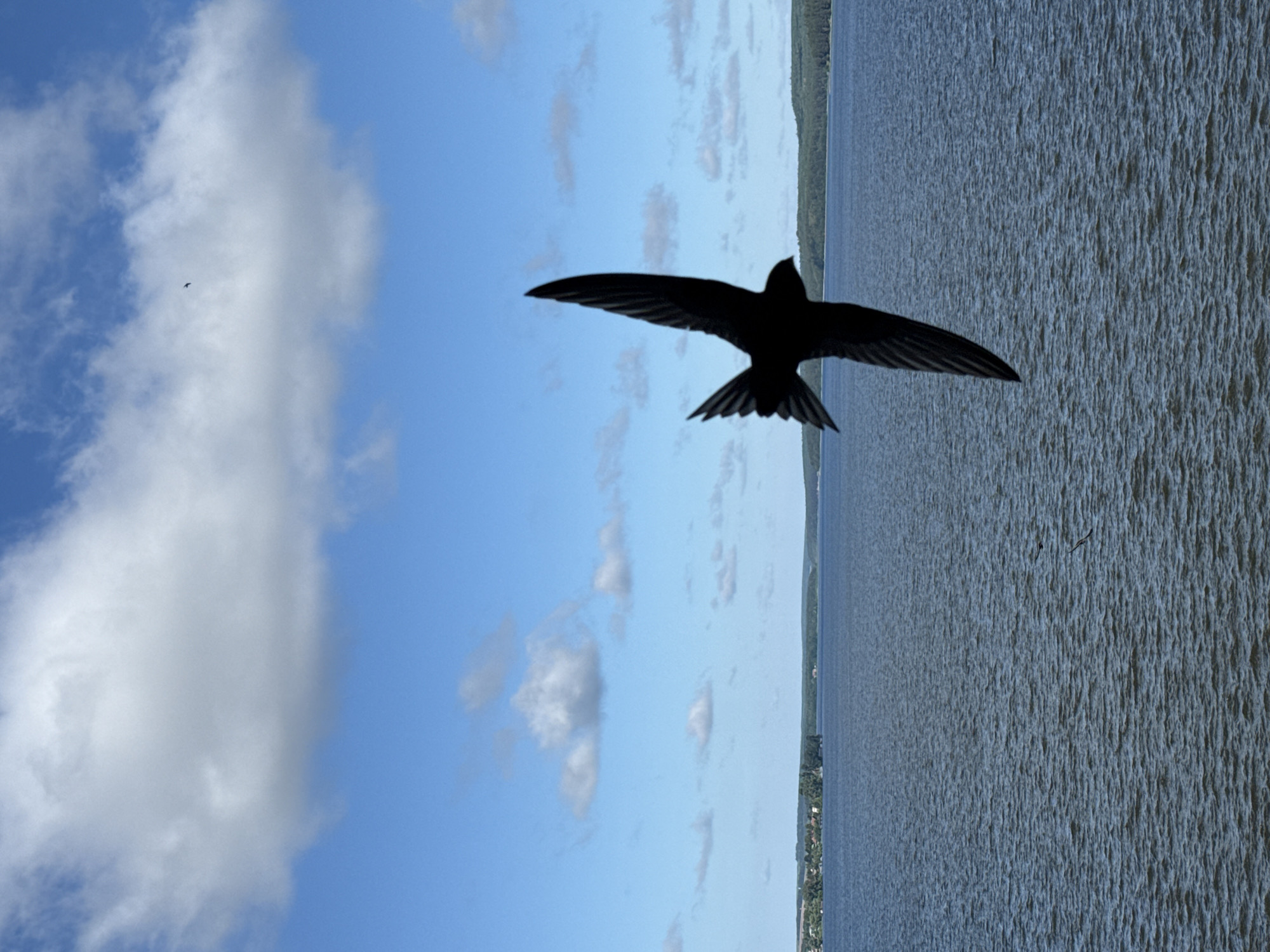 An action shot captures a swift in silhouette mid-flight over the vast, choppy waters of the Votkinsk Reservoir, located in the city of Votkinsk, Russia. The bird, a dark, sleek shape against the bright, cloud-dappled blue sky, has its wings outstretched, showcasing its aerodynamic form. In the background, the reservoir stretches towards a distant, tree-lined shore with hints of buildings visible along the water's edge. The water's surface is textured with numerous small waves, reflecting the light of the sun. A few scattered clouds drift across the sky, contributing to the overall serene yet dynamic atmosphere of the scene.