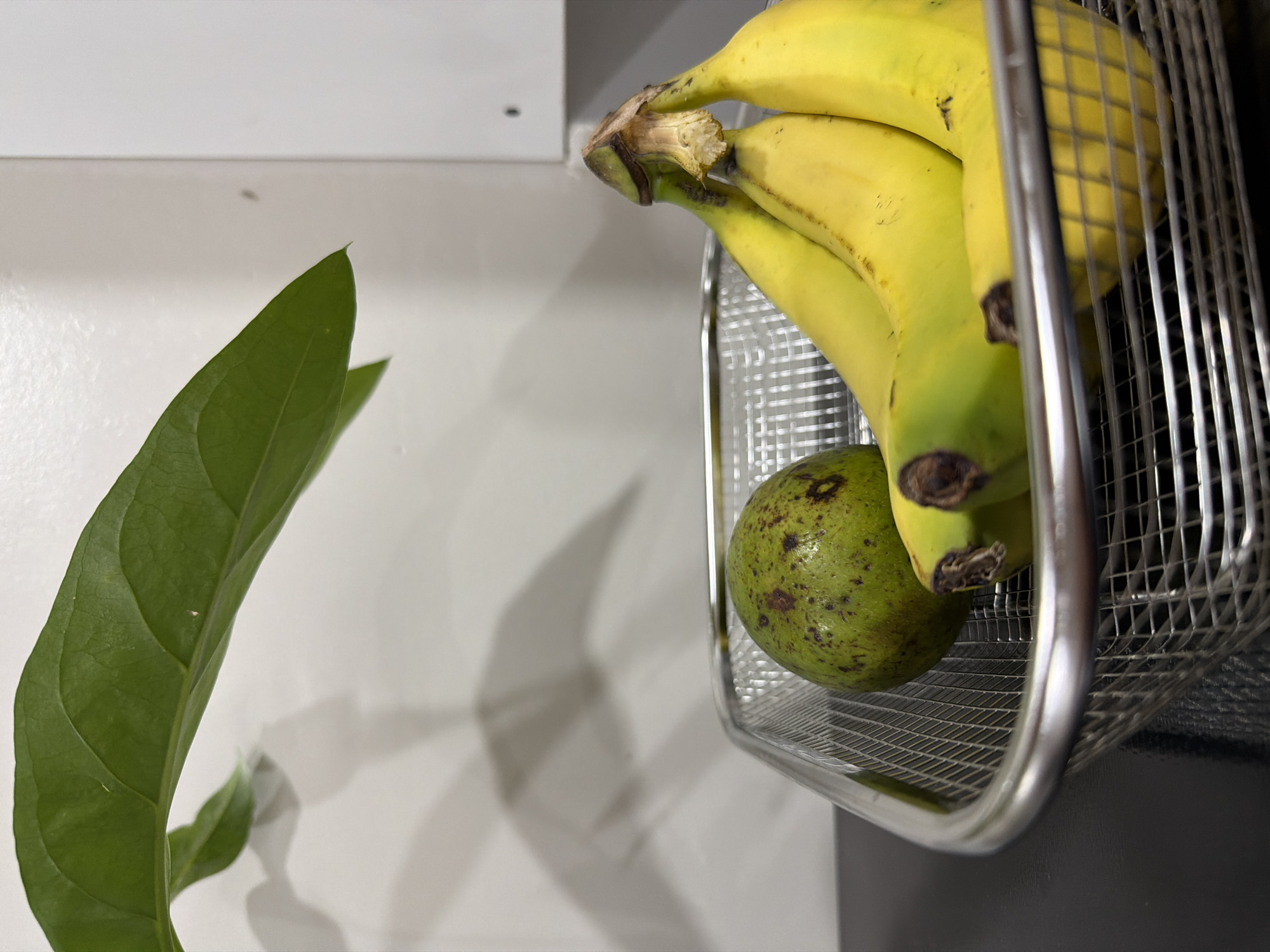 A bunch of yellow bananas and a green avocado sit inside a wire basket hanging on a wall. To the left of the basket is a large green leaf. The location is Davao City, Philippines.
