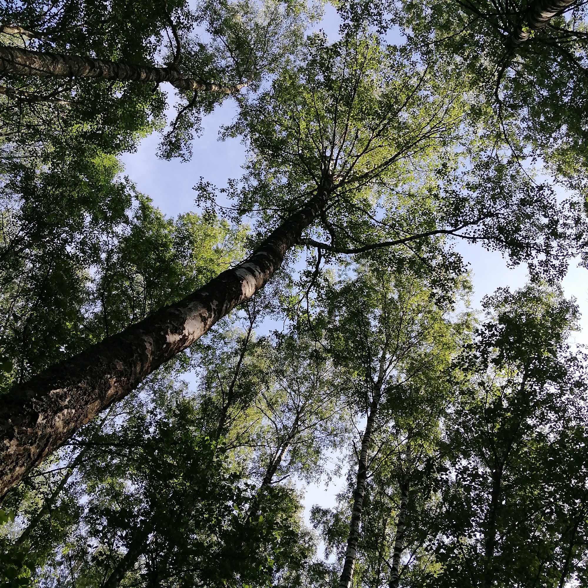 The image presents a low-angle view looking directly upwards into a dense canopy of deciduous trees, located in the city of Unknown, Unknown. Multiple tree trunks, primarily identifiable as birch by their characteristic white and dark-banded peeling bark, extend from the bottom and sides of the frame towards the top, appearing to converge. Their surfaces display variations in texture and color due to natural markings and light exposure. An intricate network of branches is largely obscured by abundant foliage. The leaves are predominantly vibrant green, with areas of bright light green where illuminated by direct sunlight, contrasting with darker, shadowed patches. Patches of clear, light blue sky are visible through openings in the dense canopy, indicating daytime conditions with no visible clouds. The overall scene depicts a natural woodland or forest environment, devoid of human presence or man-made objects.