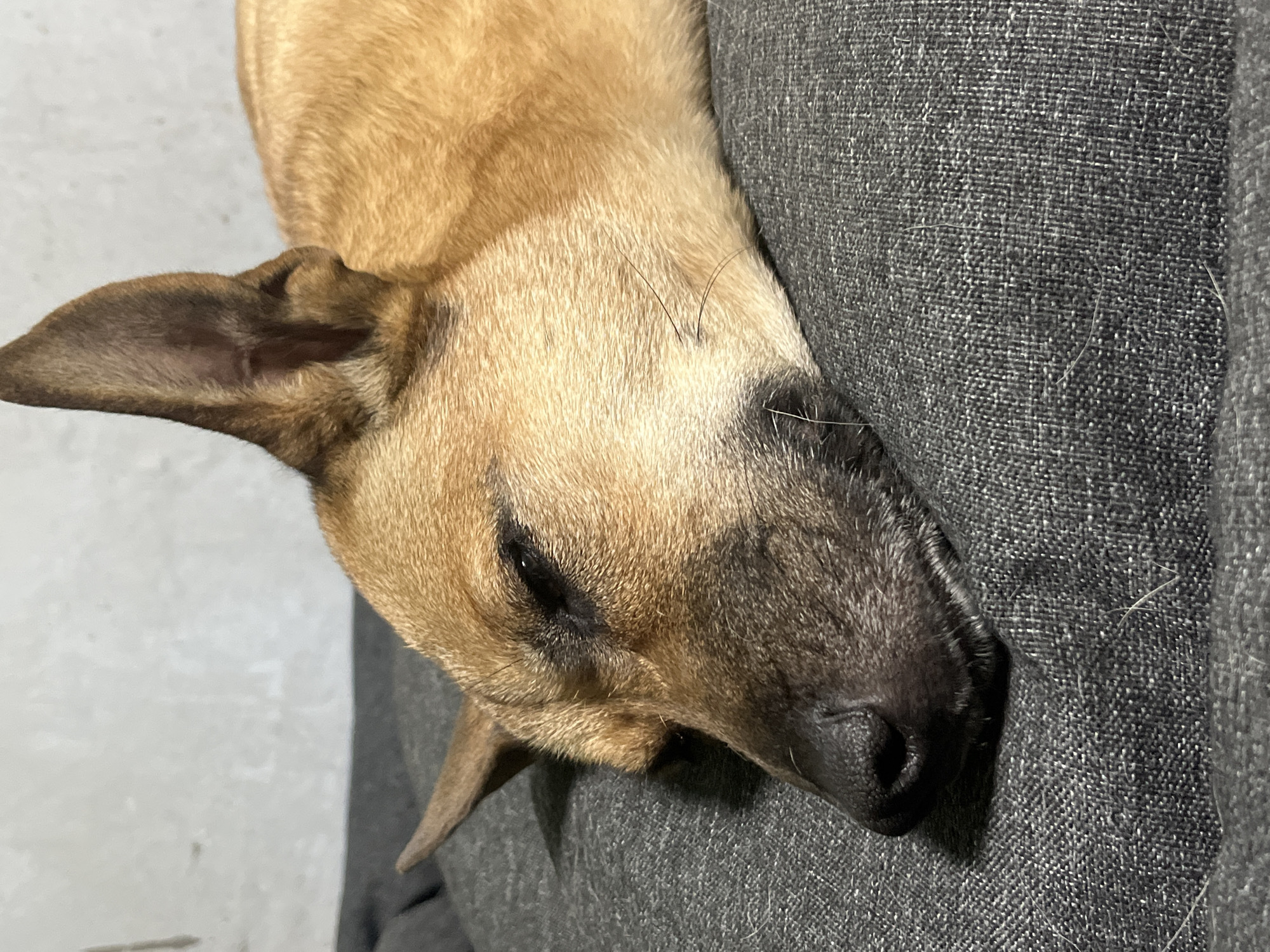 A close-up, indoor shot shows a light-brown dog resting its head on a grey fabric surface. The dog is positioned on its side with its head tilted slightly toward the viewer. The dog's fur is short and smooth. The dog's ear is visible in the upper-left corner. The background consists of the grey, textured fabric. The location is unknown and is not related to the city of Nizhny Tagil, Russia.