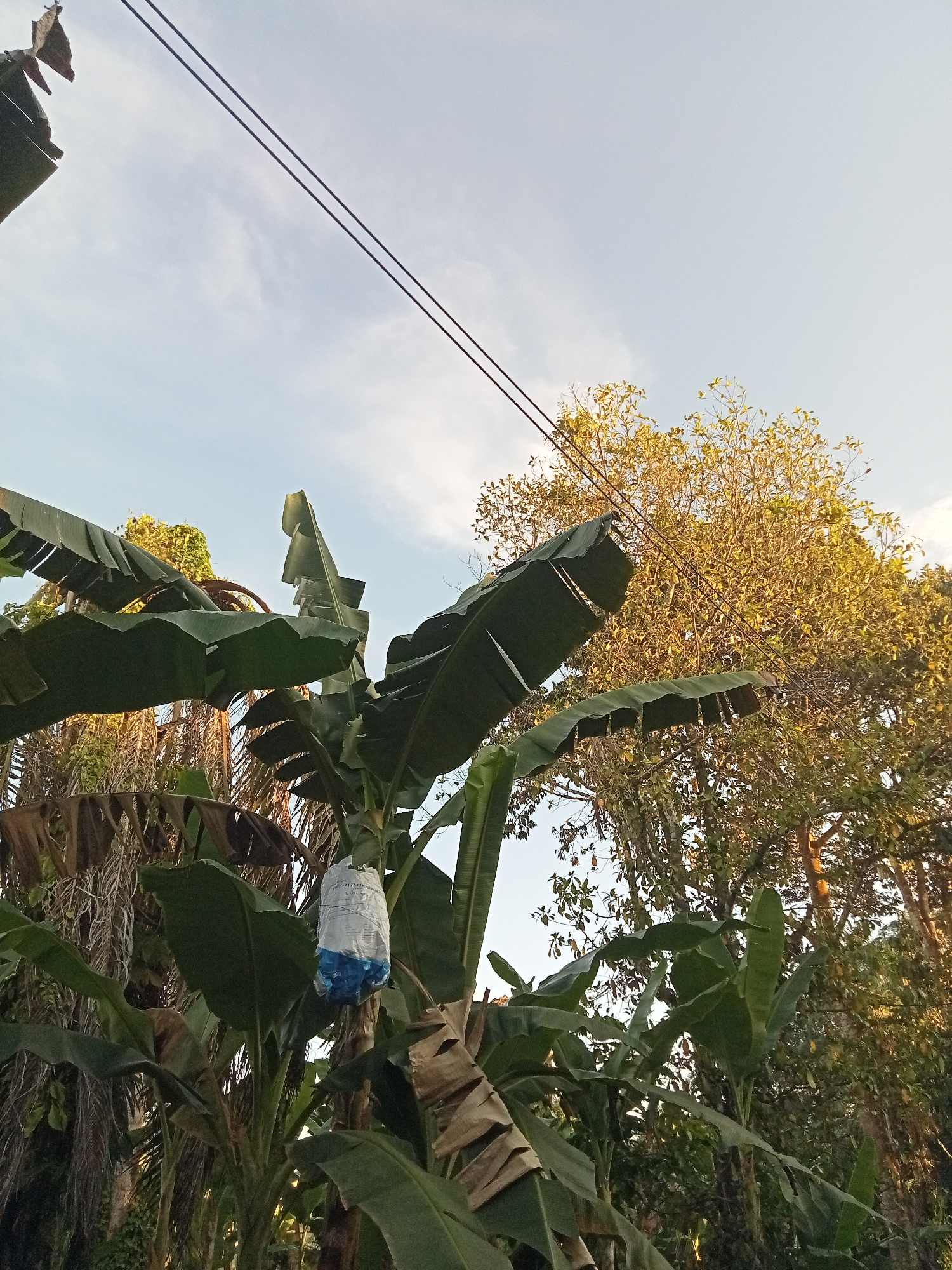 In Teluk Kenidai, Indonesia, this image captures a close-up view of banana trees against a bright sky. A plastic bag, likely protecting developing bananas, is visible tied to one of the trees. The scene is dominated by the lush green of the banana leaves and the rough texture of their fallen foliage. In the background, a large tree with yellowing leaves is illuminated by sunlight, suggesting a late afternoon or early morning setting. Two parallel power lines stretch across the upper portion of the frame, hinting at the presence of electrical infrastructure in the area. The overall impression is one of rural simplicity and natural growth.