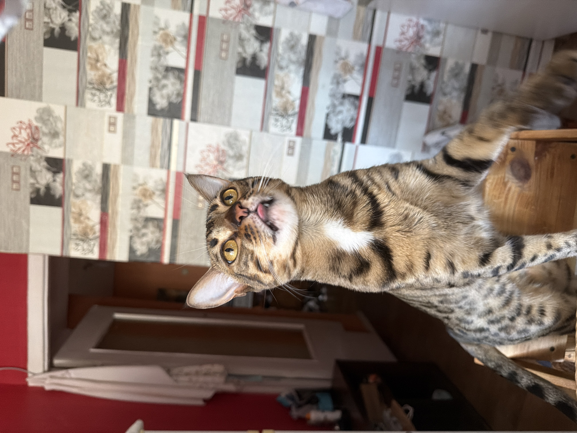 A close-up, eye-level shot captures a domestic cat with brown and black tabby markings, featuring distinct spots and stripes, sitting on a wooden structure. The cat has bright yellow eyes and its tongue is slightly sticking out, giving it a playful or curious expression. A white patch of fur is visible on its chest. The cat is positioned in the foreground, with its body angled slightly to the right. In the background, a doorway reveals a glimpse of an interior room with a red wall and a white curtain hanging on the left. To the right of the cat, a patterned wallpaper with floral and geometric designs is visible. The overall scene appears to be indoors, possibly within a residential setting. There is no discernible location in the city of Dnipro, Ukraine.