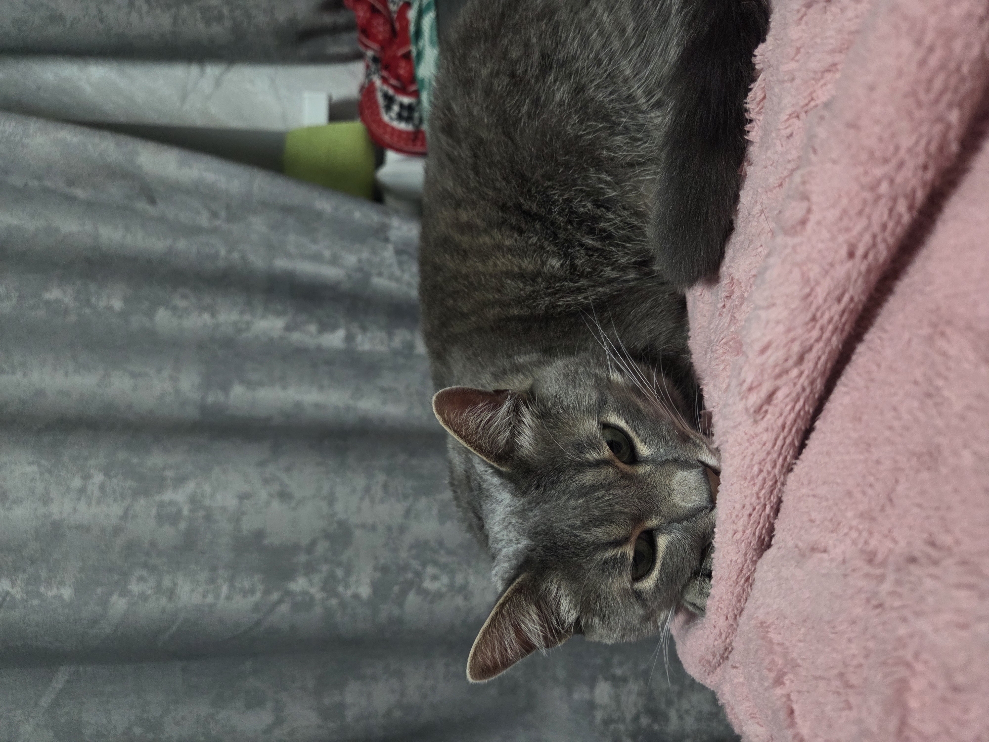An indoor scene in Unknown, Unknown, shows a grey tabby cat lying down on a pink, textured fabric, possibly a blanket. The cat's head is lowered, resting on the fabric, and its eyes are narrowed. Its body, displaying faint darker stripes, extends towards the right. In the background, grey, textured curtains with vertical folds are drawn, occupying the upper portion of the image. To the right, behind the cat, a lime-green object is partially visible, next to a folded red and white patterned fabric.