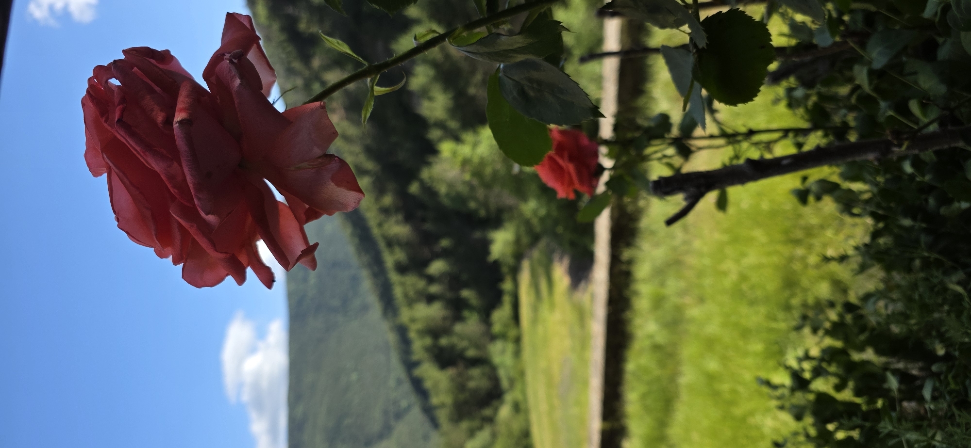 The image displays an outdoor scene in Biescas, Spain, captured from a low angle. A large, out-of-focus red rose occupies the upper right foreground, its multiple petals exhibiting shades of deep red and pink. The rose's stem and some dark green leaves are visible extending downwards on the right. Below and slightly to the right of the prominent rose, a smaller, blurry red rose is discernible, alongside a dark, thin wooden stake. A low, light-colored stone wall runs horizontally across the mid-ground, separating the immediate foreground from a vibrant green grassy field beyond. In the background, several layers of undulating green mountains, densely covered in trees, extend across the horizon under a clear blue sky with a few scattered white cumulus clouds. The scene is illuminated by natural daylight, creating a bright atmosphere.