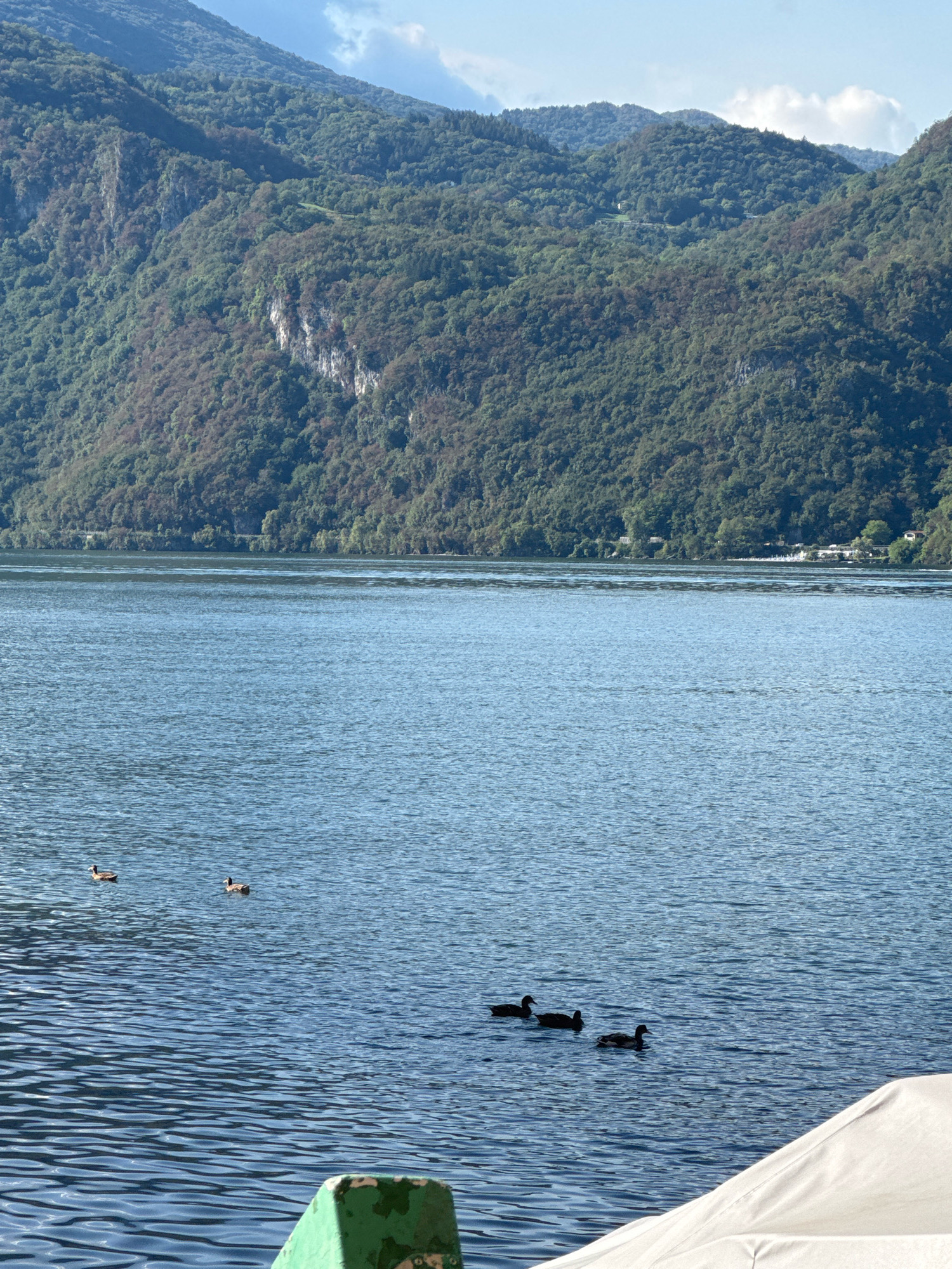 The image depicts a serene natural landscape, likely of Lake Como in Mandello del Lario, Italy. The foreground is dominated by the deep blue expanse of the lake, with gentle ripples suggesting calm waters. Several ducks are scattered across the surface, some swimming individually, others in small groups. In the distance, a lush, green mountainside rises dramatically, densely covered with trees. The mountains are rugged, with visible rocky outcrops and varying shades of green indicating dense foliage. The sky above is a bright blue with a few wispy white clouds. A white, curved object, possibly part of a boat or a structure, occupies the lower right corner of the frame, partially obscuring the water. The overall scene conveys tranquility and natural beauty.