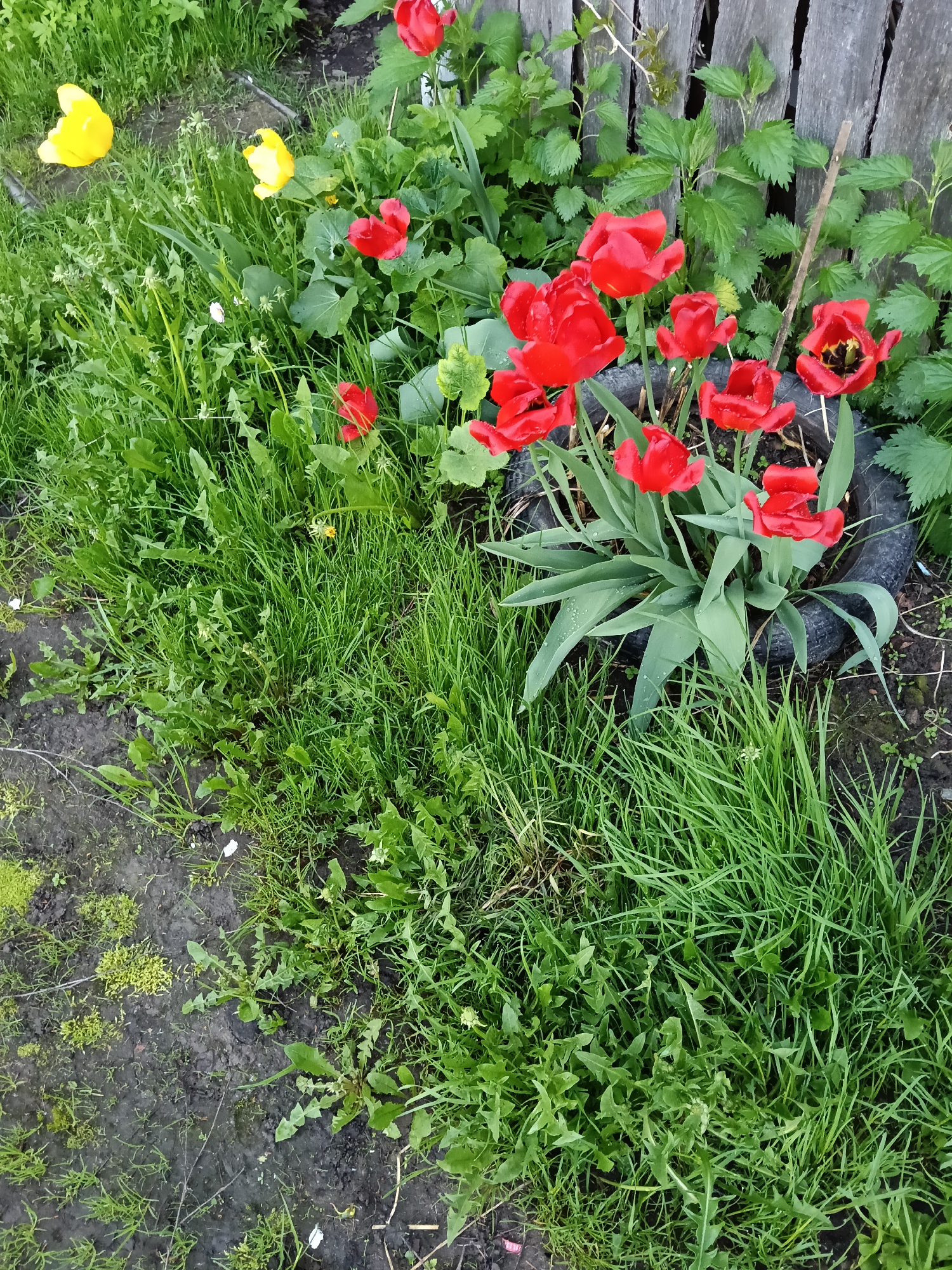 The image depicts a garden scene in what appears to be Красный Маяк, Russia. A cluster of red tulips is planted in a black tire serving as a planter. Adjacent to the tulips are yellow tulips intermingled with green grass and vegetation. A wooden fence forms the backdrop. The foreground consists of grass and bare earth. No people are visible. The overall impression is one of a garden in a rural or suburban setting.