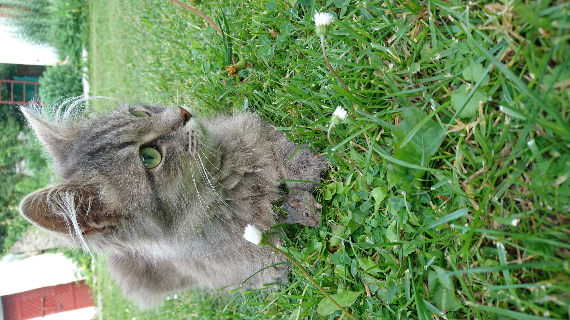 A medium shot captures a grey tabby cat lying on a grassy lawn in the city of Dvirets, Ukraine, with a small mouse nestled between its front paws. The cat, with green eyes, is looking to the right. White wildflowers are scattered throughout the grass. In the background, a red door on a white building is visible, along with greenery and some gardening equipment. The scene appears to be a backyard or garden.