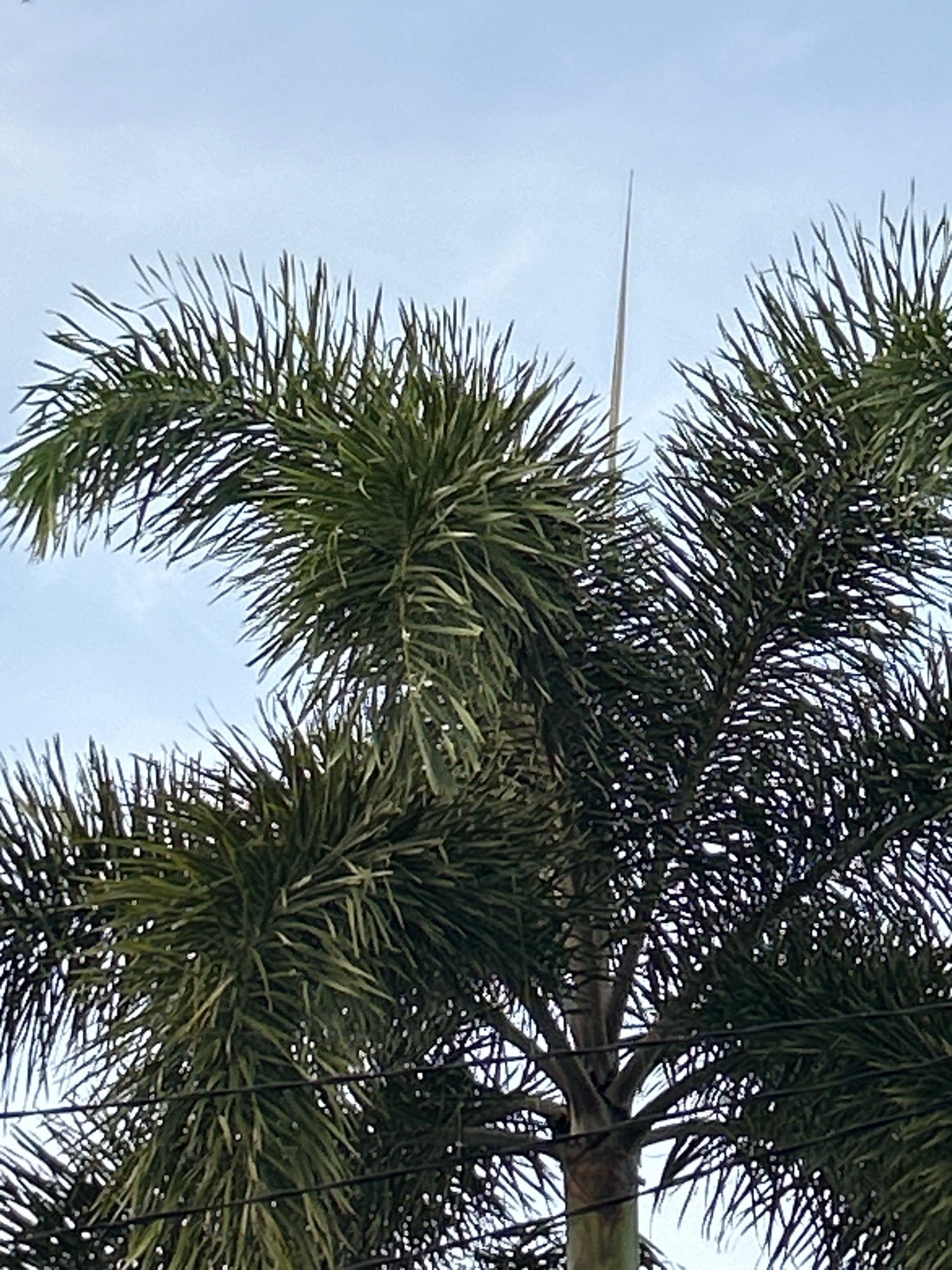 A palm tree with dense, frond-like foliage is seen against a pale blue sky. A thin, pointed object, possibly a lightning rod or antenna, extends upwards from behind the fronds. Electrical wires are visible in the lower portion of the image, crossing in front of the palm tree. The scene appears to be outdoors in a tropical or subtropical climate, consistent with a location like Sabang, Indonesia.