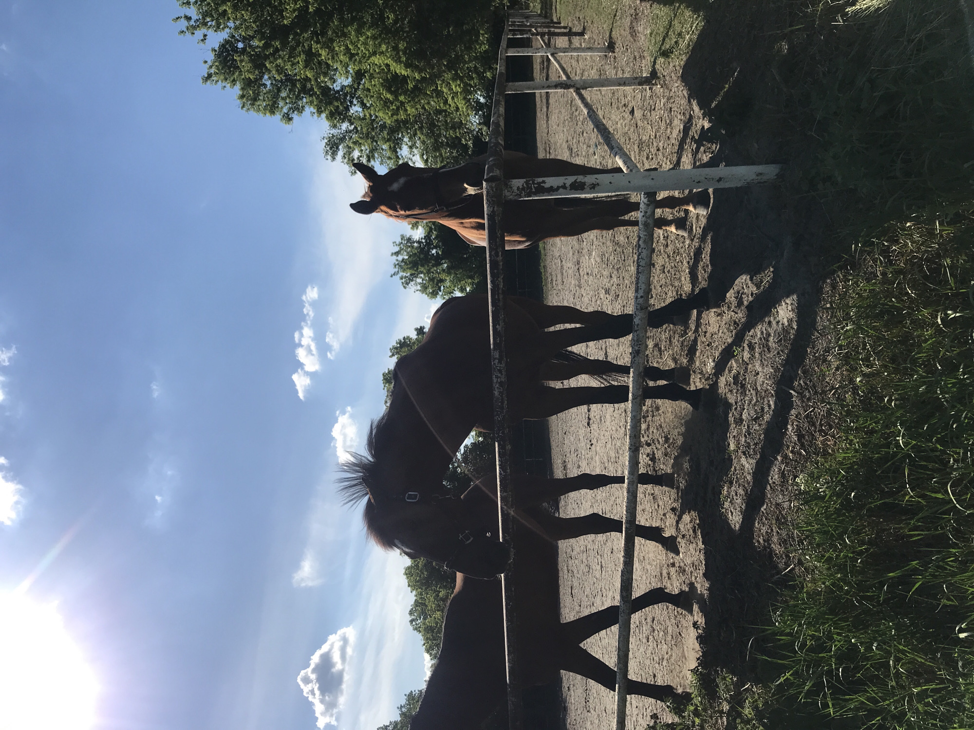 The image depicts an outdoor scene at a horse paddock in Kharkiv, Ukraine, under a clear blue sky with scattered white cumulus clouds. Bright sunlight emanates from the upper left quadrant, casting long, distinct shadows of the subjects and fence posts towards the right.
Three dark brown or bay horses are prominently featured, standing on a sandy or dirt surface within the paddock, behind a weathered white, multi-bar metal fence. The fence shows signs of age and minor rust.
From left to right:
1. A horse's rear body and legs are partially visible on the far left, facing right.
2. A second horse, positioned centrally, faces right with its head sharply turned left towards the third horse. Its mane is visibly spiky and upright. A dark bridle or halter is present on its head.
3. A third horse stands facing the viewer, slightly to the right of center. It exhibits a white blaze on its forehead and has its ears pricked forward. A dark bridle or halter is also visible. Its front legs are positioned close together.
A small portion of a fourth horse is visible on the far right.
The background consists of dense green trees, particularly prominent on the right side. A strip of green grass is visible in the foreground, below the fence line. No human subjects are present. The strong, angular shadows suggest either a mid-morning or late afternoon time.