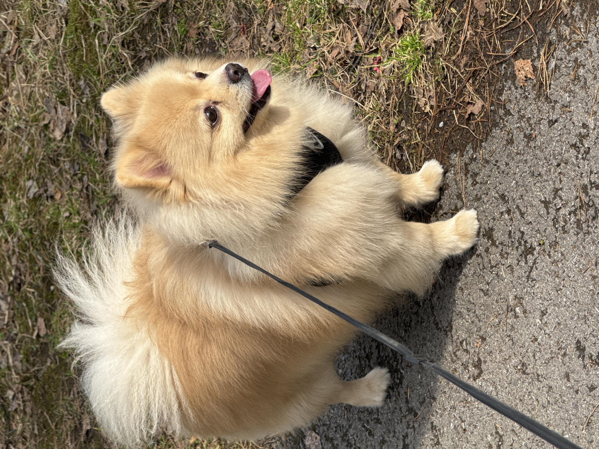 A Pomeranian dog lies on a paved surface next to a patch of grass. The dog is light brown with a white tail, wearing a black harness, and attached to a black leash. The dog is on its back with its tongue hanging out. The background consists of grass, dead leaves, and pine needles. The location is Yuryuzan', Russia.