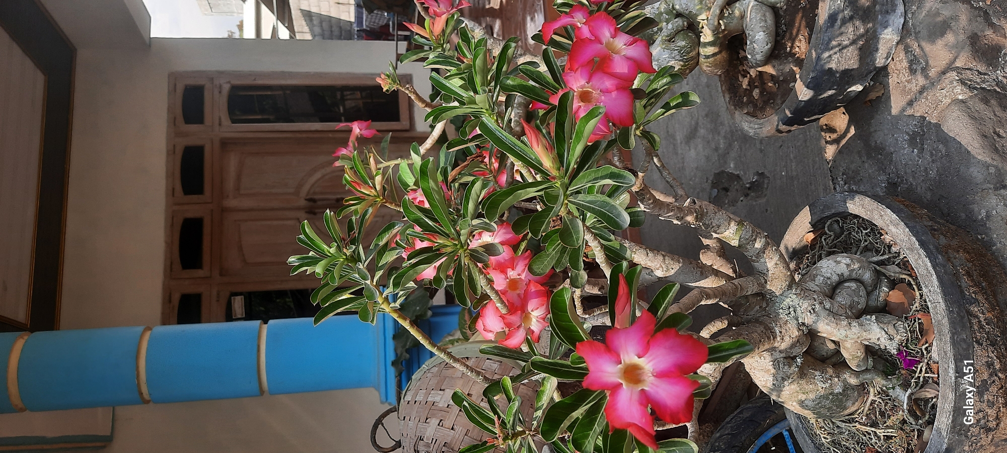 The image captures a close-up view of a blooming Desert Rose plant in a pot, positioned outdoors in front of a building. The plant features several vibrant pink flowers with lighter centers, abundant green leaves, and a gnarled, thick trunk with exposed roots. In the background, a wooden double door with glass panes is visible, suggesting it's an entrance to a house or building. To the left of the doors, a portion of a blue pillar with yellow bands is present. The ground appears to be concrete, and the overall setting suggests a residential area in Ploso, Indonesia, likely a front porch or garden. The lighting indicates it is daytime, with shadows cast by the plant and the building.